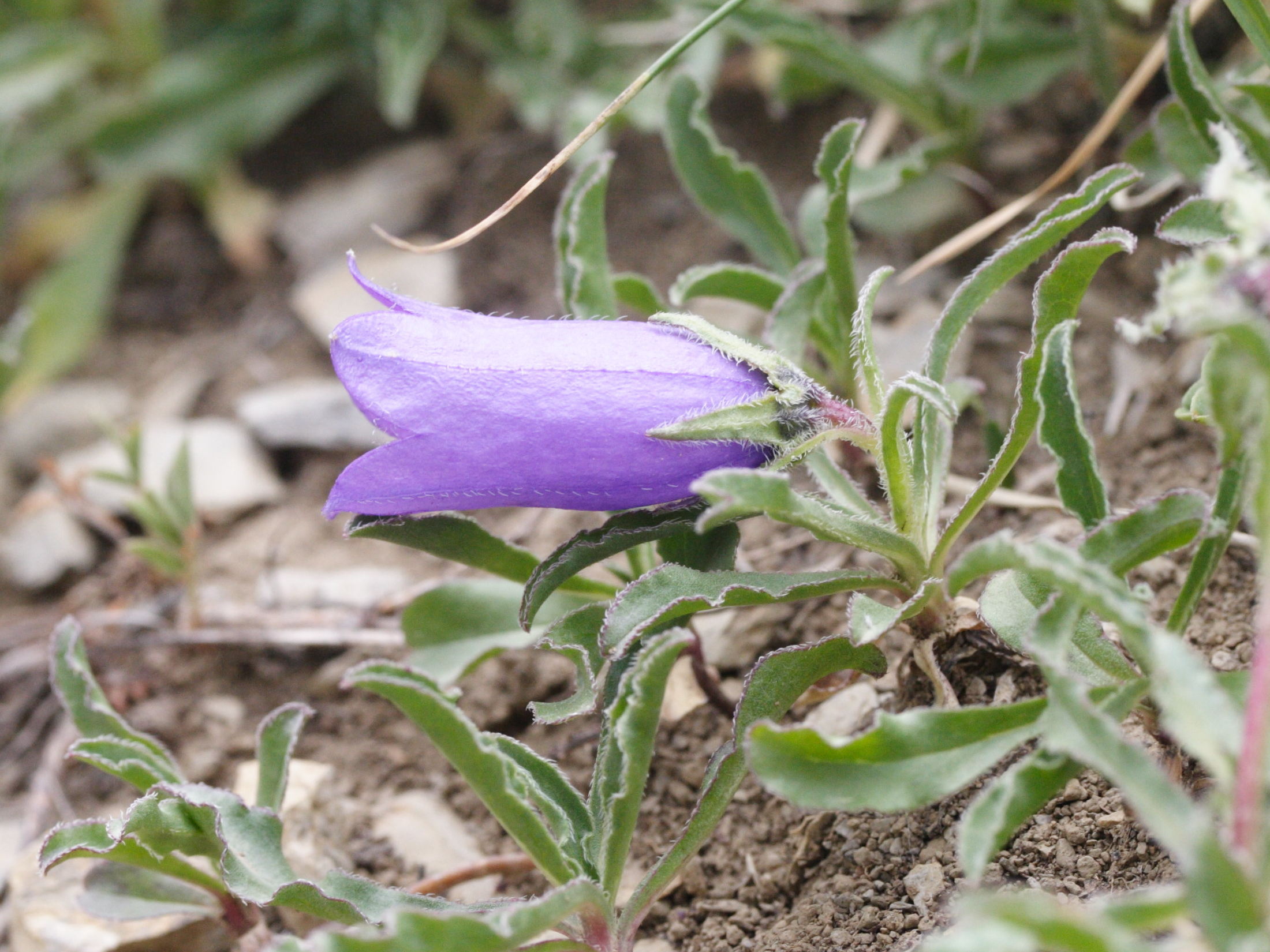 Afficher le média campanula_alpestris2md campanula_alpestris2md