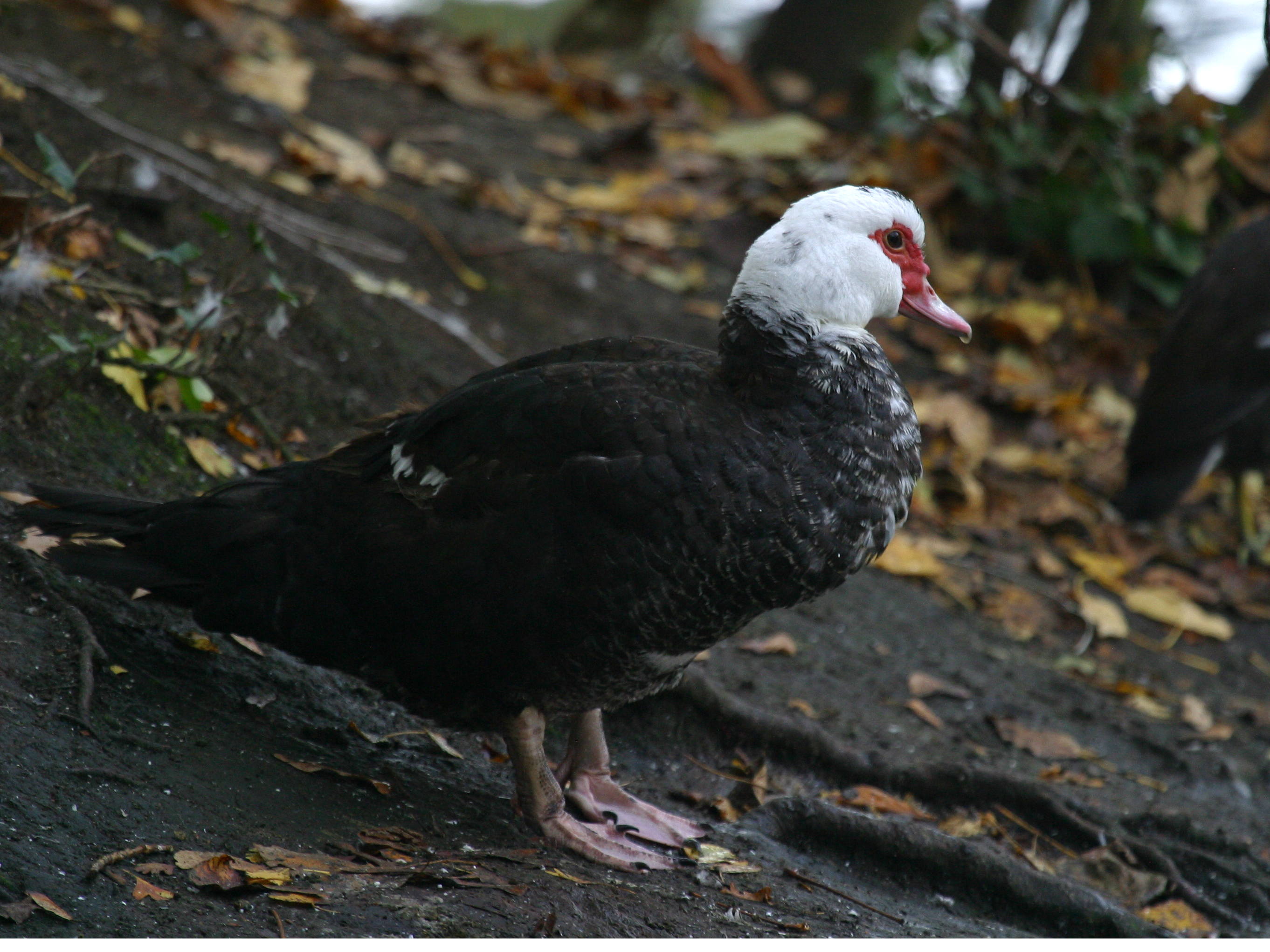 canard_de_barbarie_-_cairina_moschata1bd