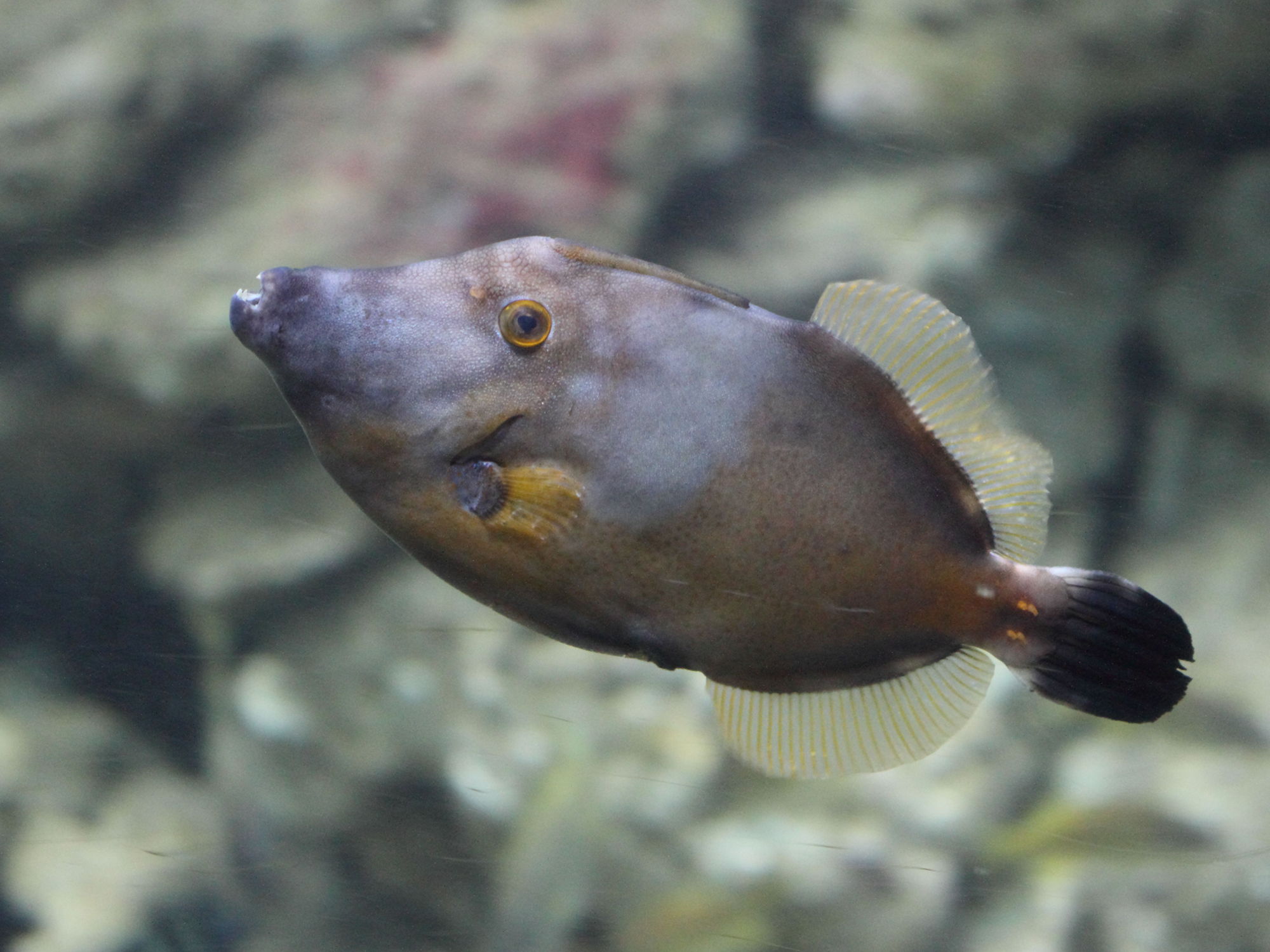 cantherhines_macrocerus2bd