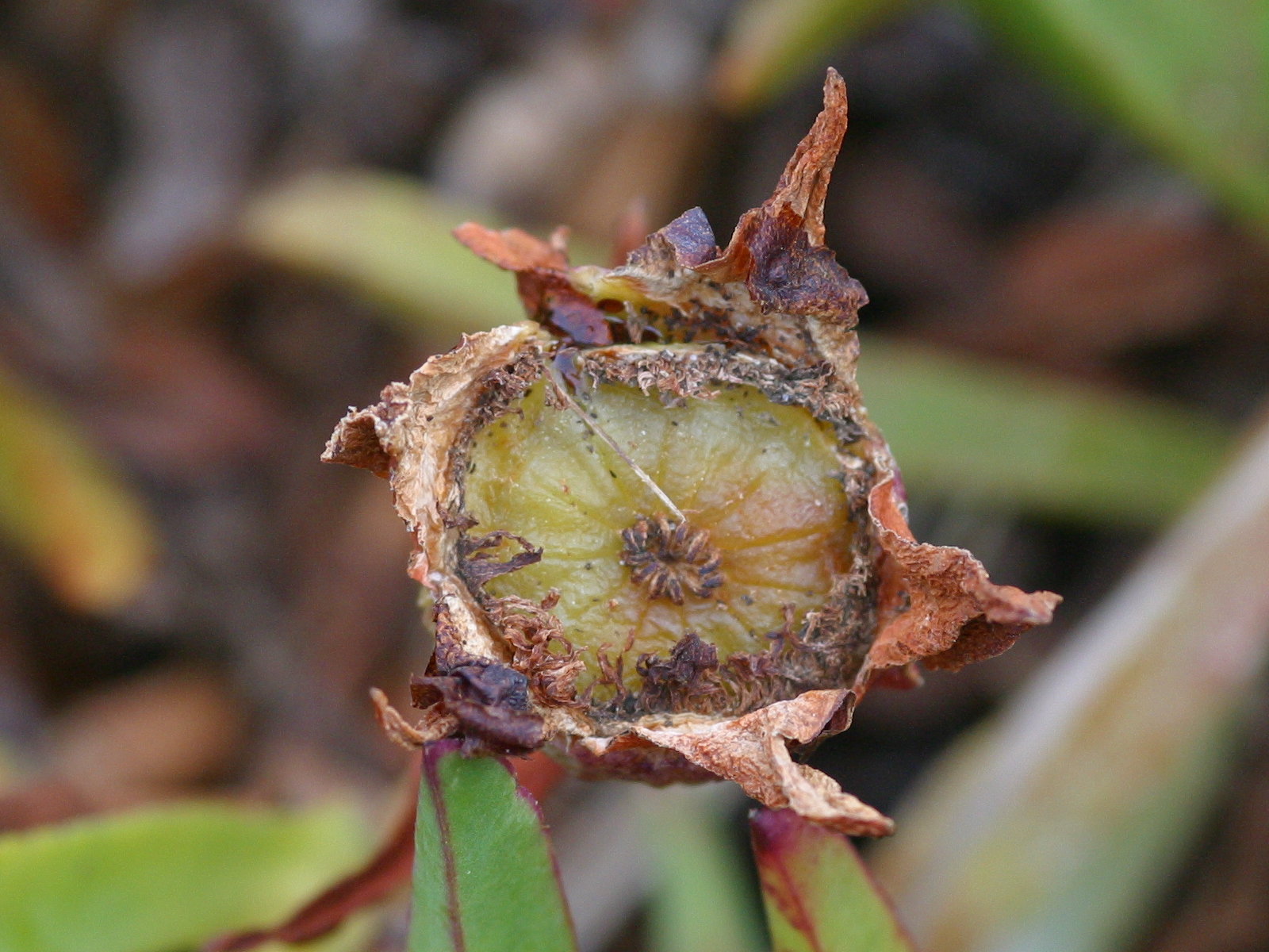 Afficher le média Carpobrotus_edulis Carpobrotus_edulis