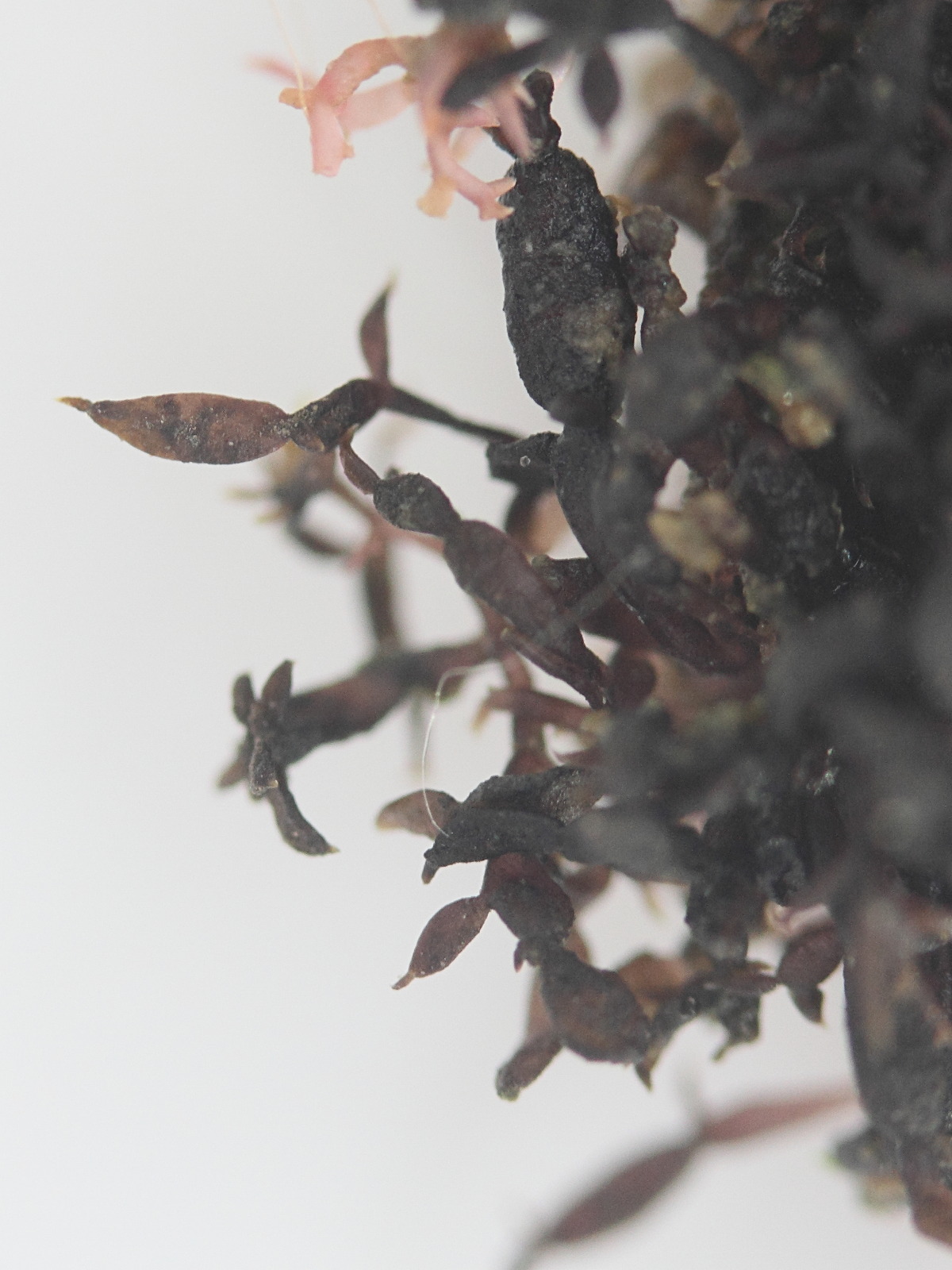 catenella_caespitosa3md