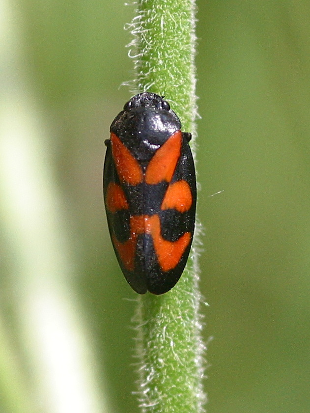 cercopis_vulnerata3bd