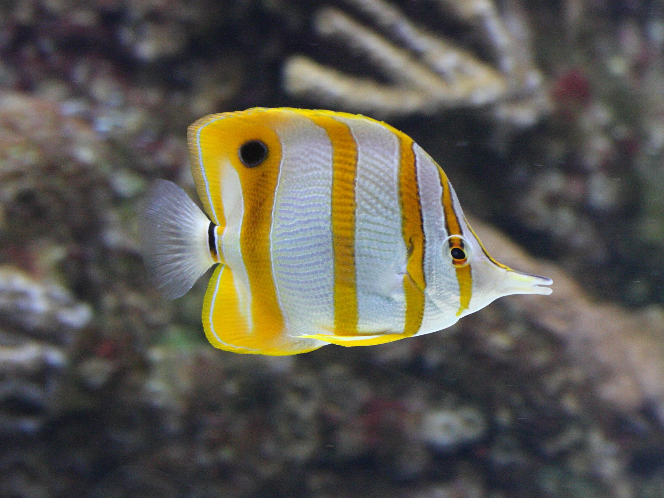 chelmon_rostratus1md