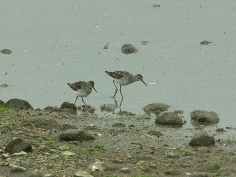 chevalier_sylvain_-_tringa_glareola1md