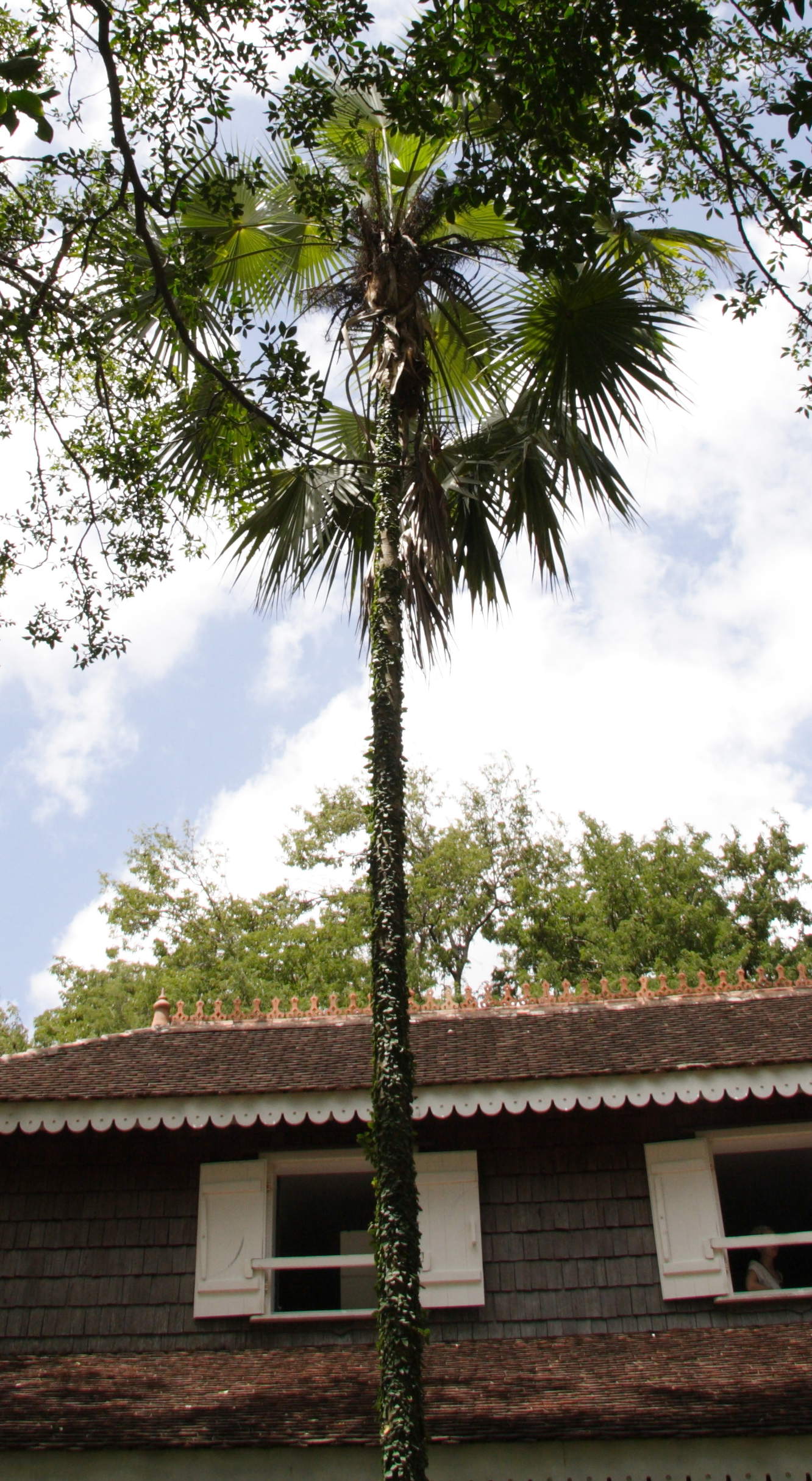 coccothrinax_barbadensis1md