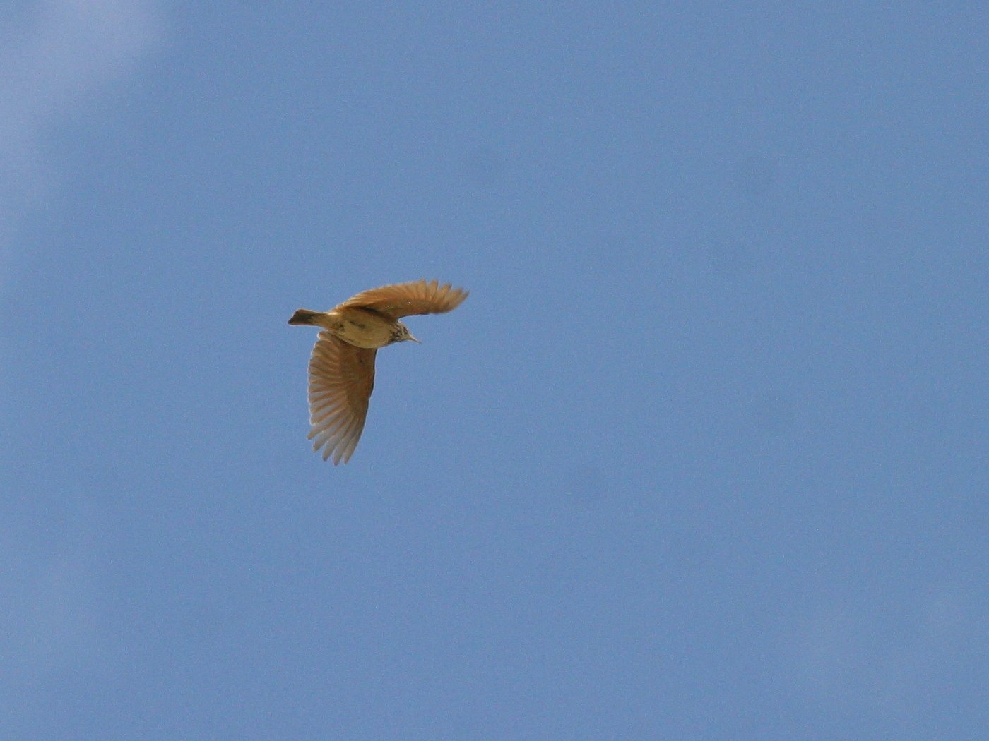 cochevis_huppe_-_galerida_cristata5bd