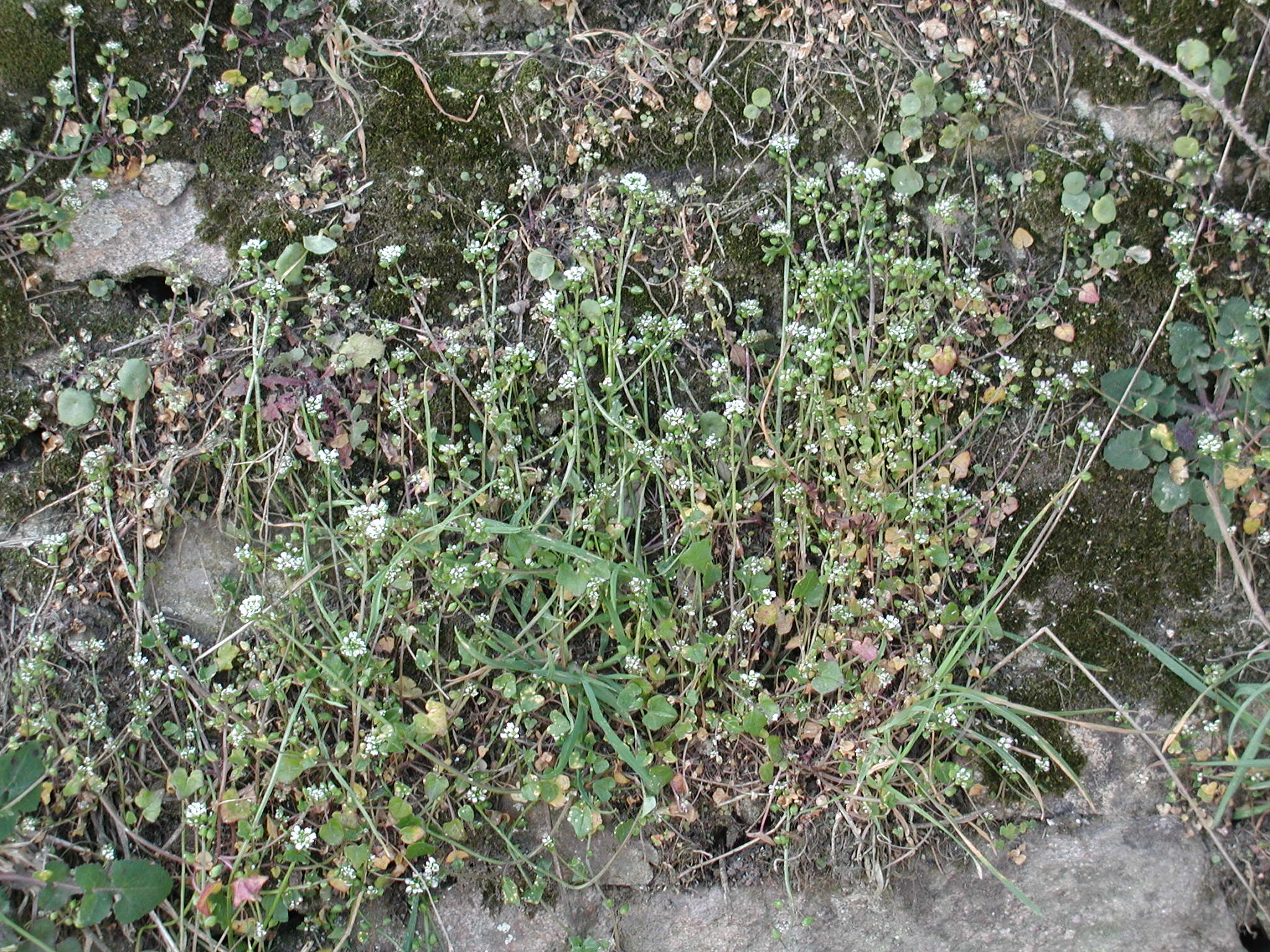 Afficher le média cochlearia_danica5md cochlearia_danica5md