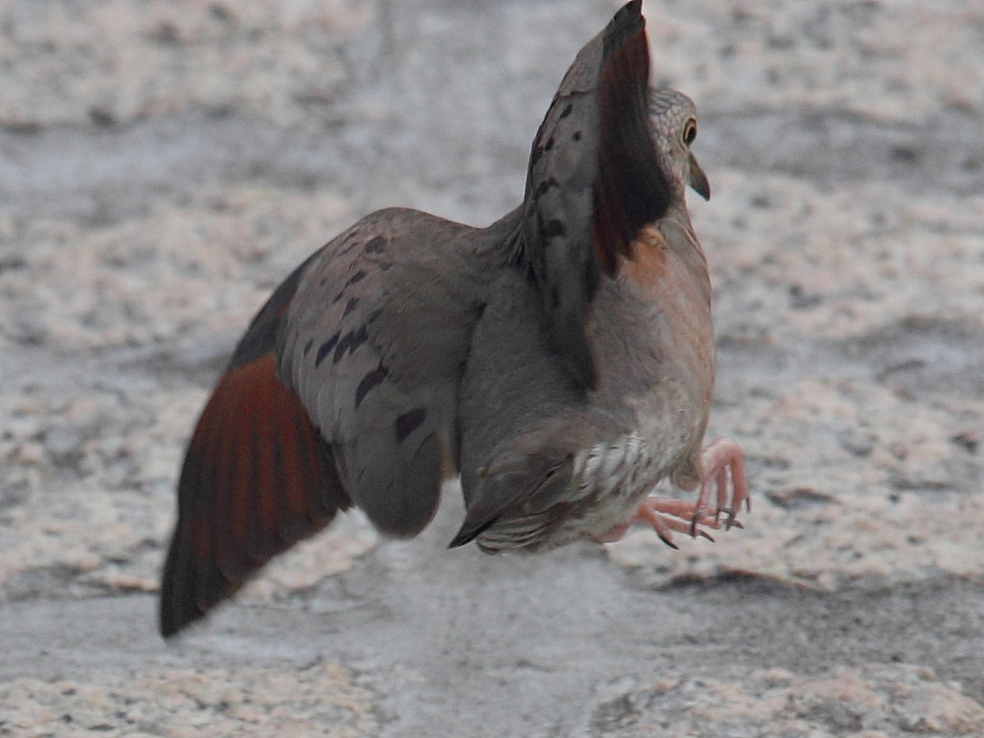 colombe_a_queue_noire_-_columbina_passerina4sd