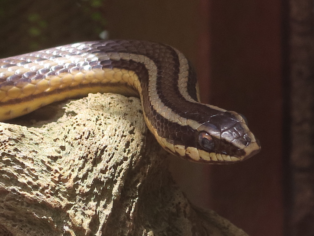 conophis_lineatus2md