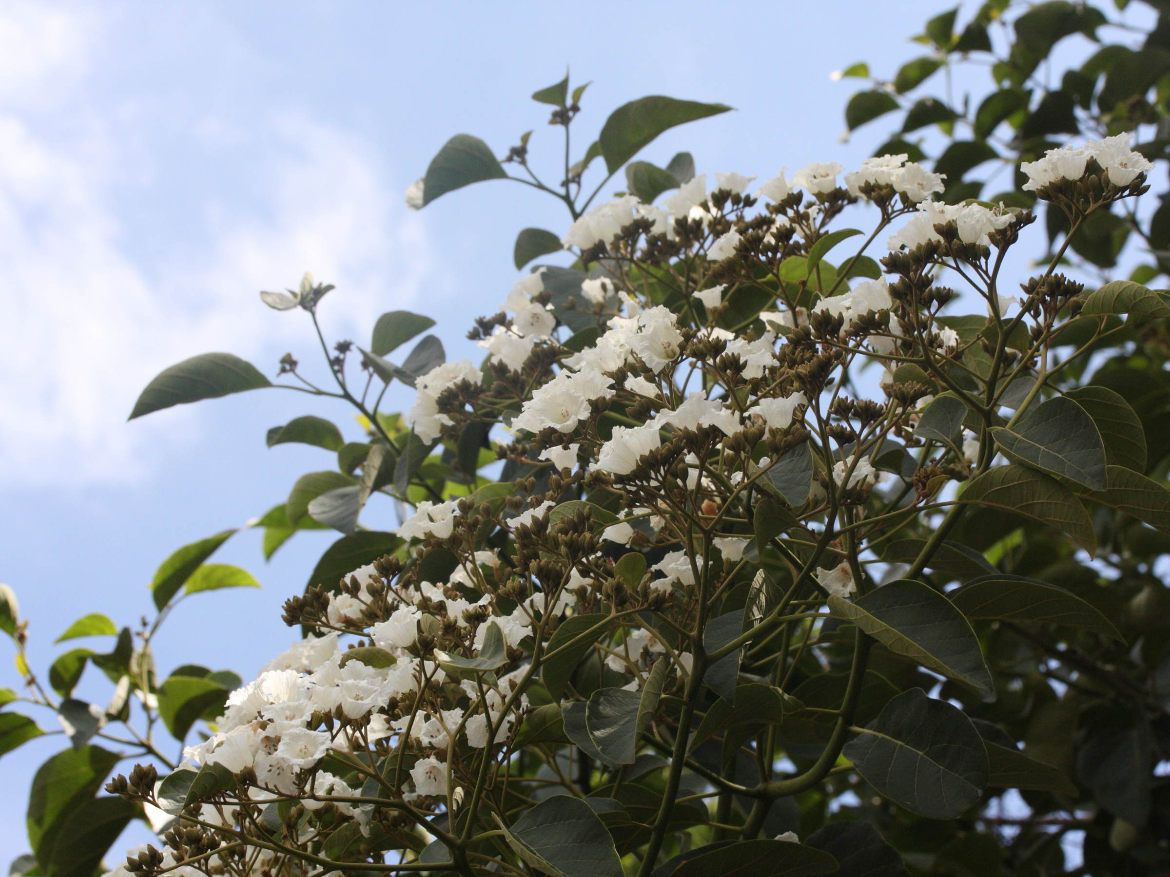 cordia_amplifolia1md