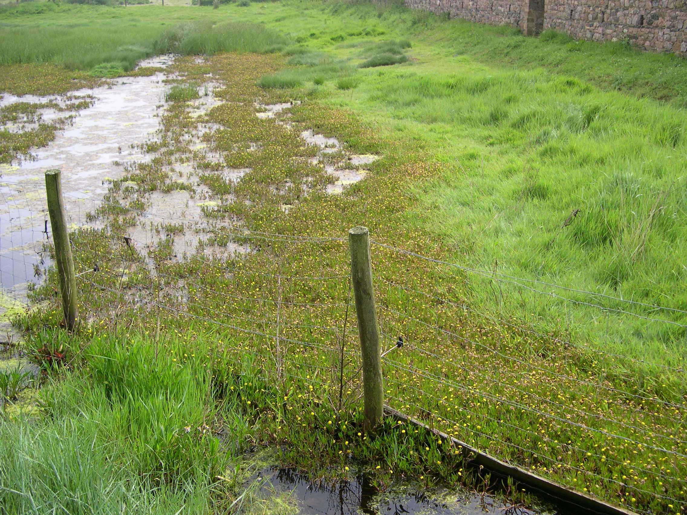 cotula_coronopifolia1md