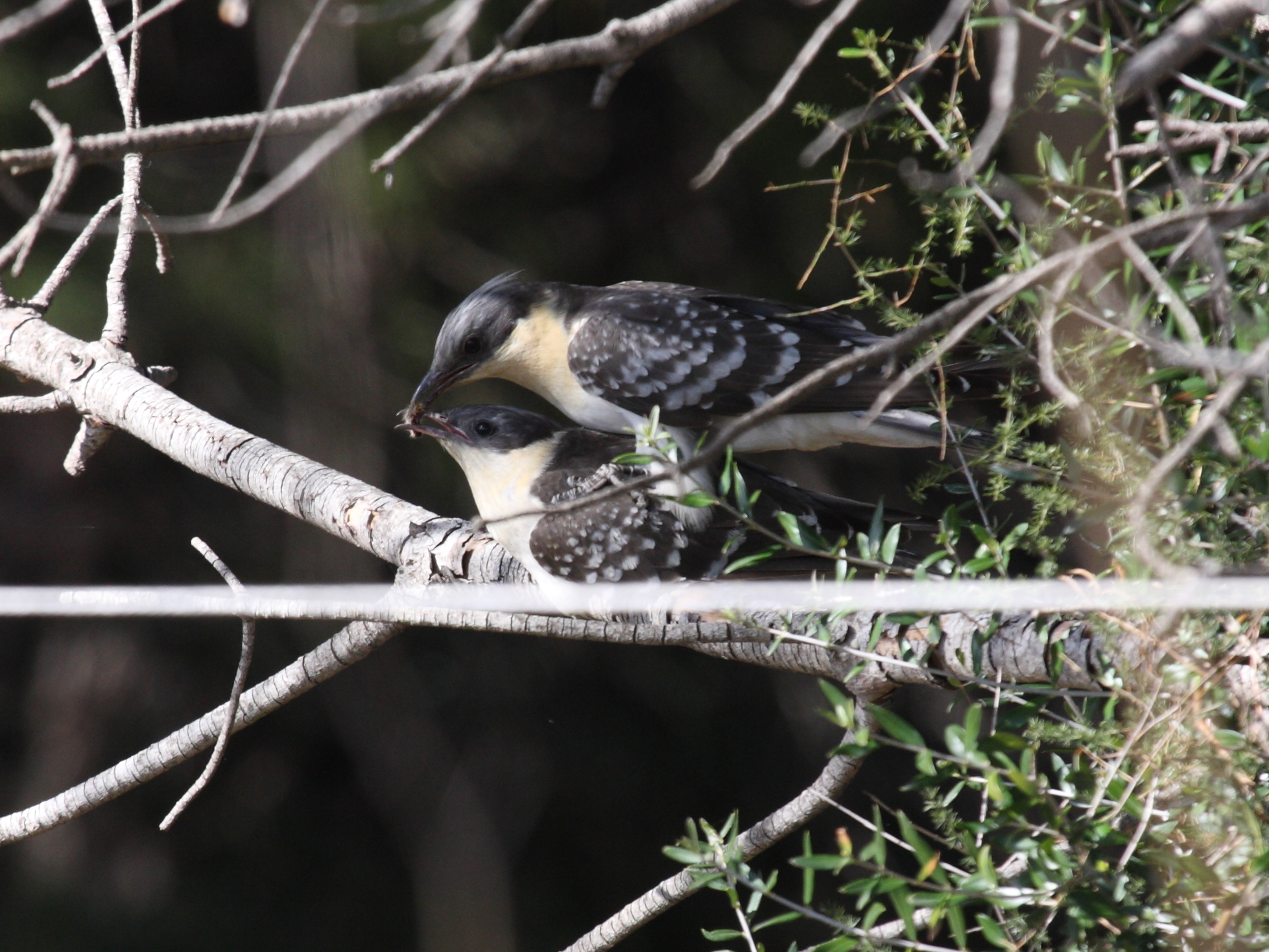 coucou_geai_-_clamator_glandarius2bd