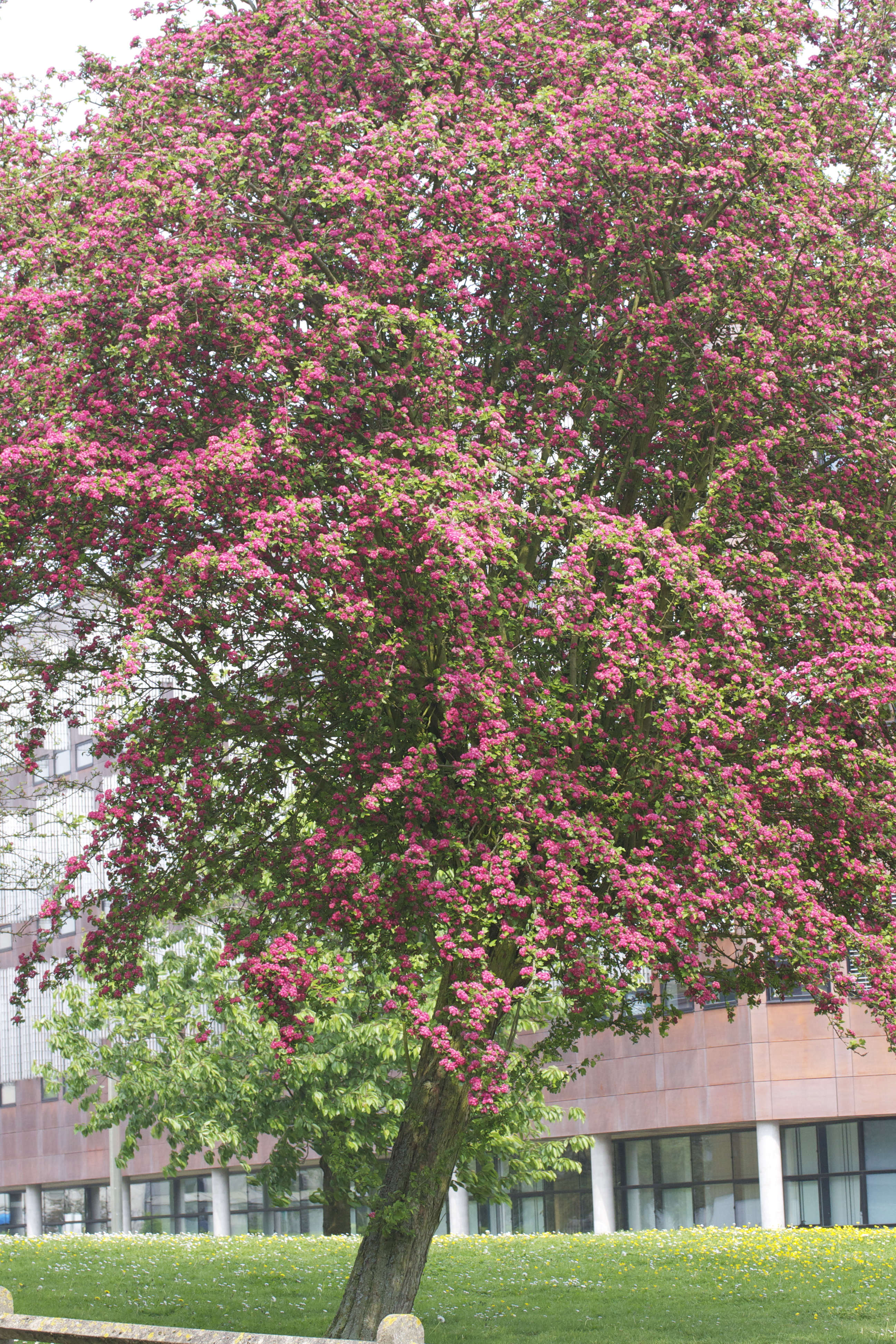 crataegus_laevigata_pauls_scarlet1md