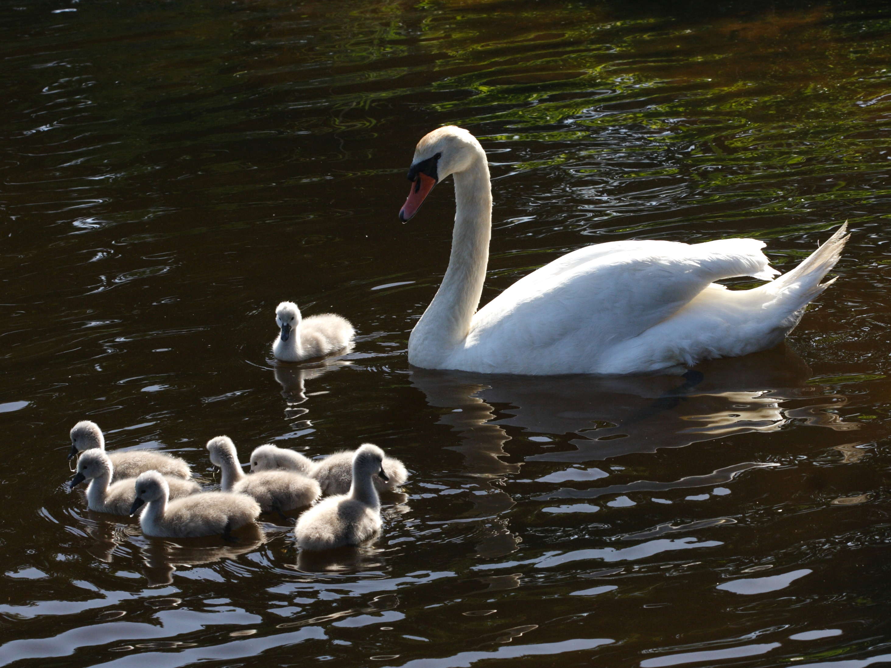 cygne_tubercule_-_cygnus_olor3bd