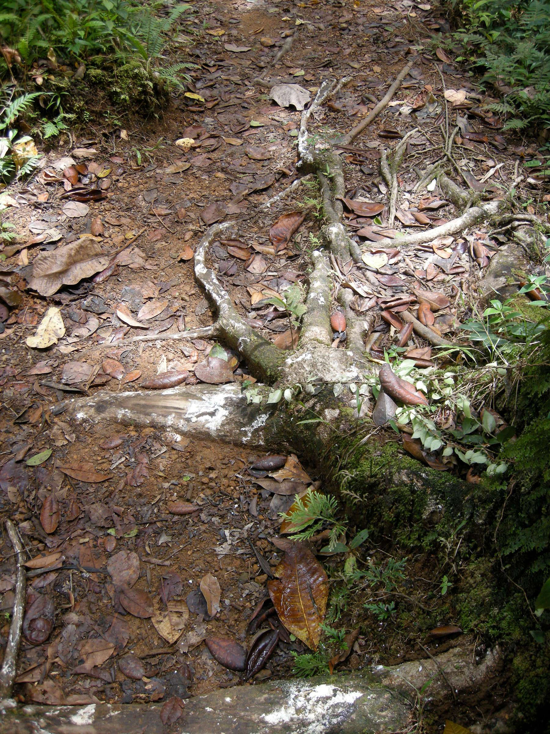 dacryodes_excelsa3md