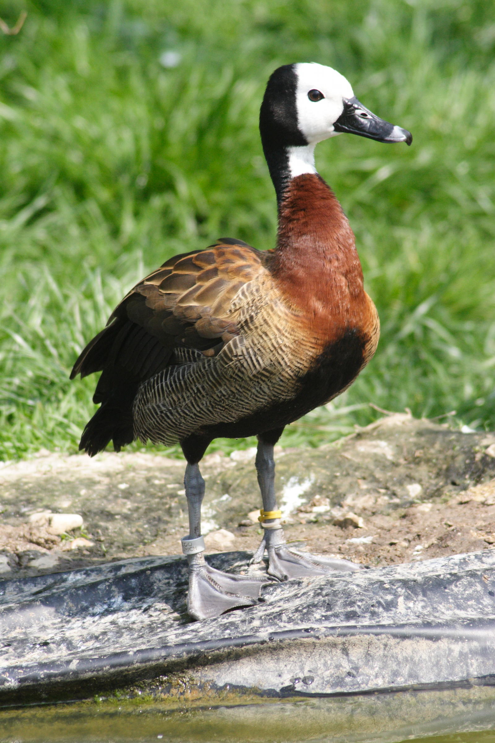 dendrocygne_veuf_-_dendrocygna_viduata2md