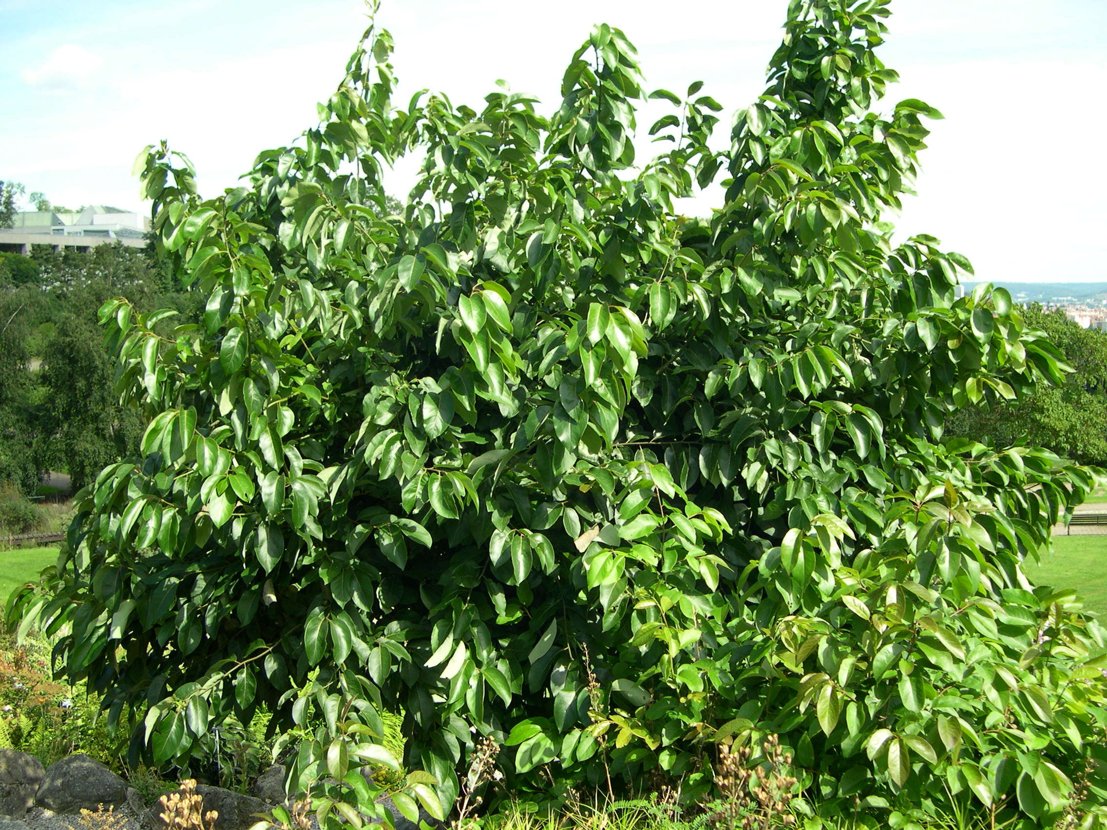 Afficher le média diospyros_virginiana1md diospyros_virginiana1md