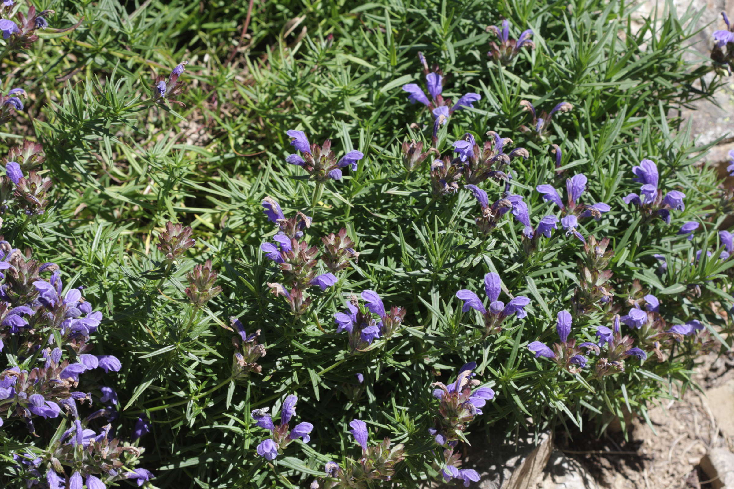 Afficher le média Dracocephalum_ruyschiana Dracocephalum_ruyschiana