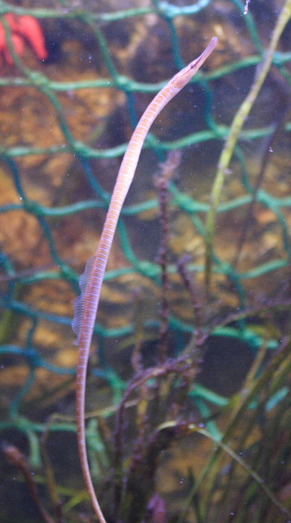 Afficher le média entelurus_aequoreus1md entelurus_aequoreus1md