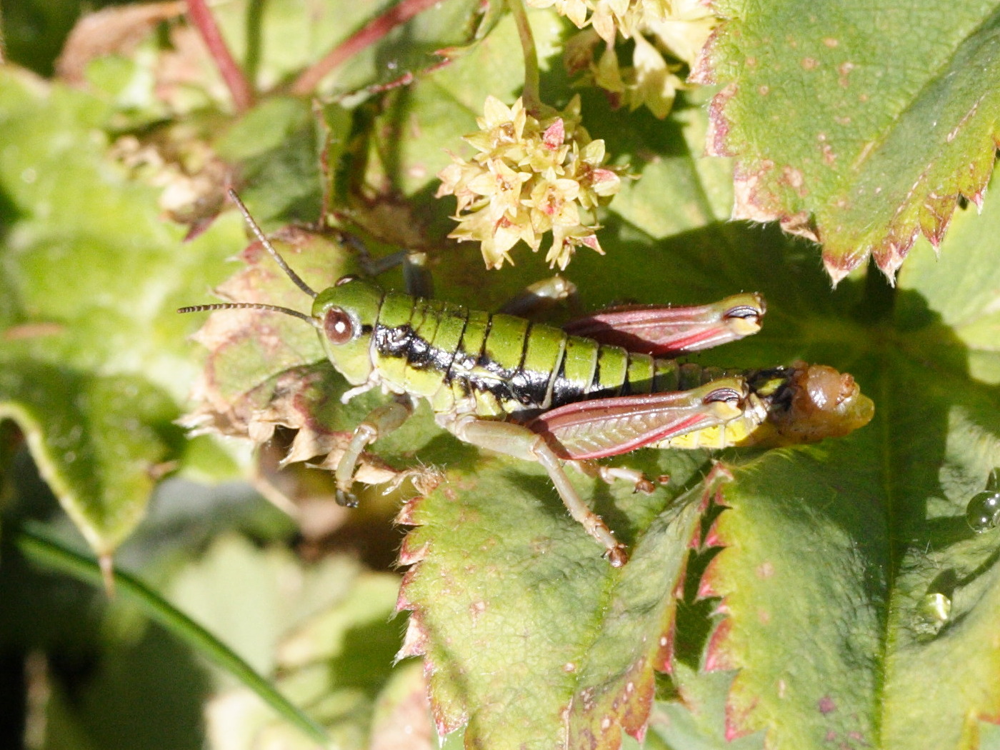 epipodisma_pedemontana1md