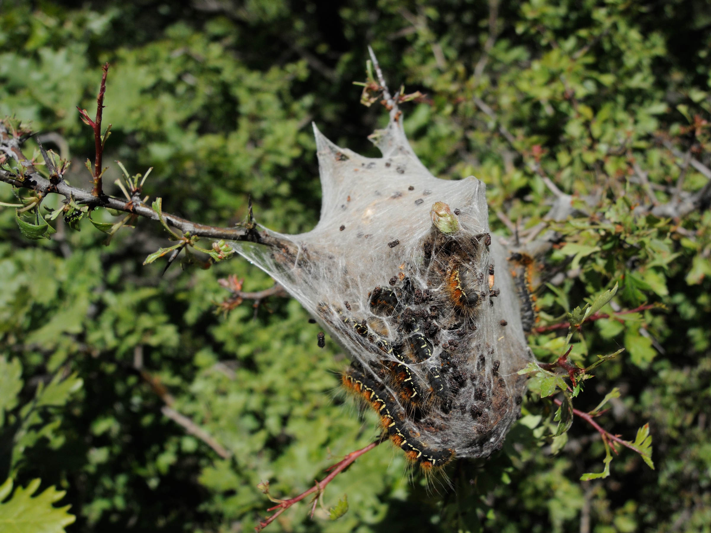 eriogaster_lanestris_ch2md