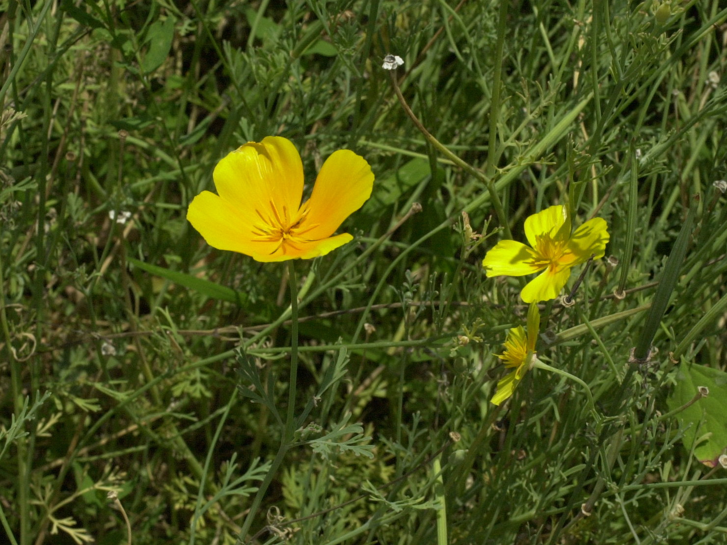 eschscholtzia_californica2md