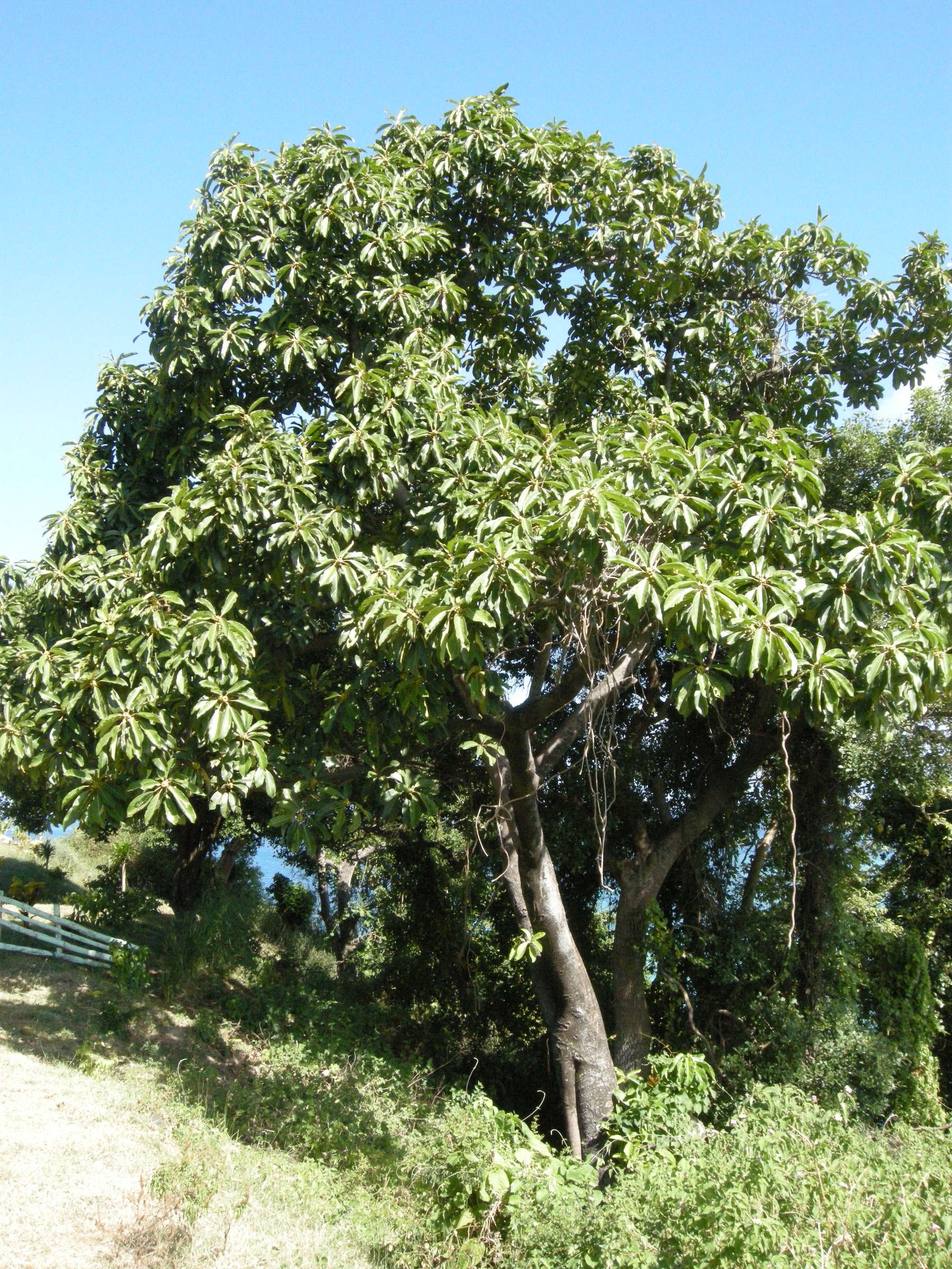 ficus_lutea3md