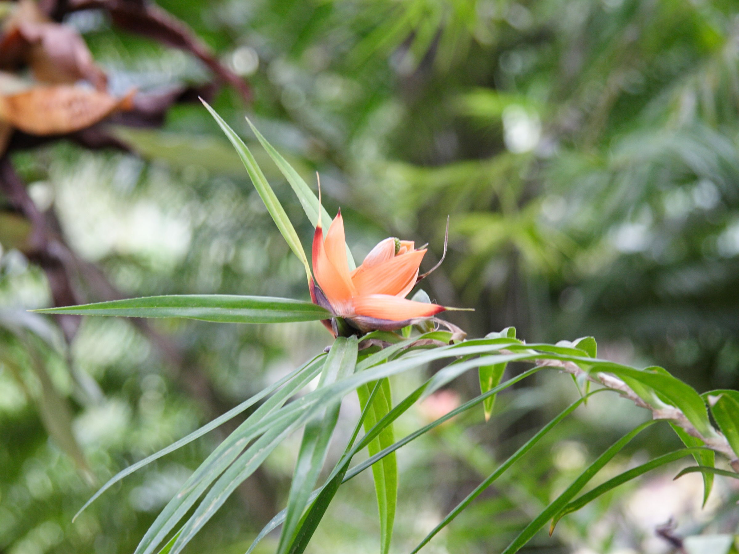 freycinetia_multiflora2md