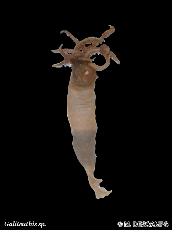 galiteuthis_sp1md