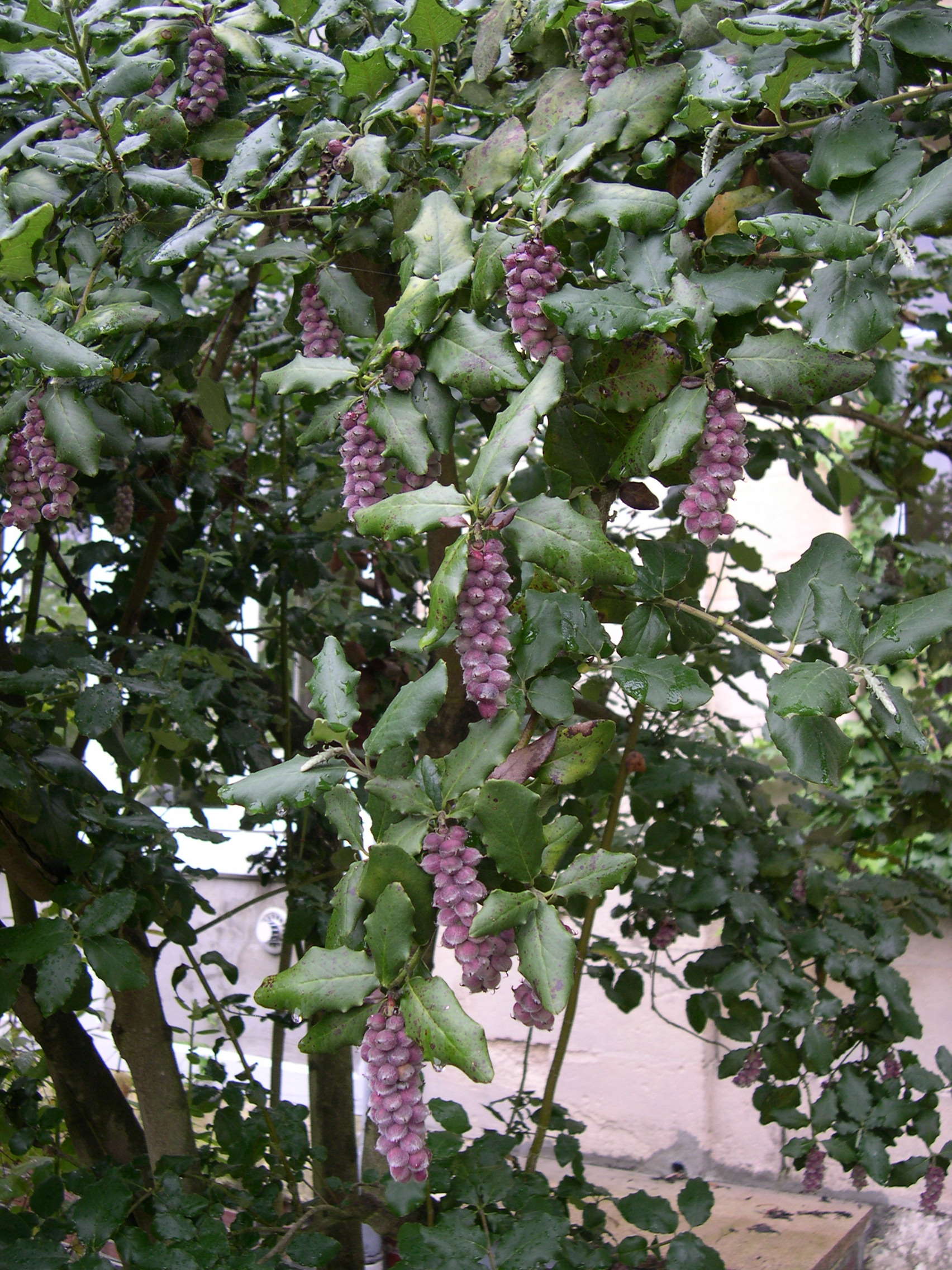 garrya_elliptica1md
