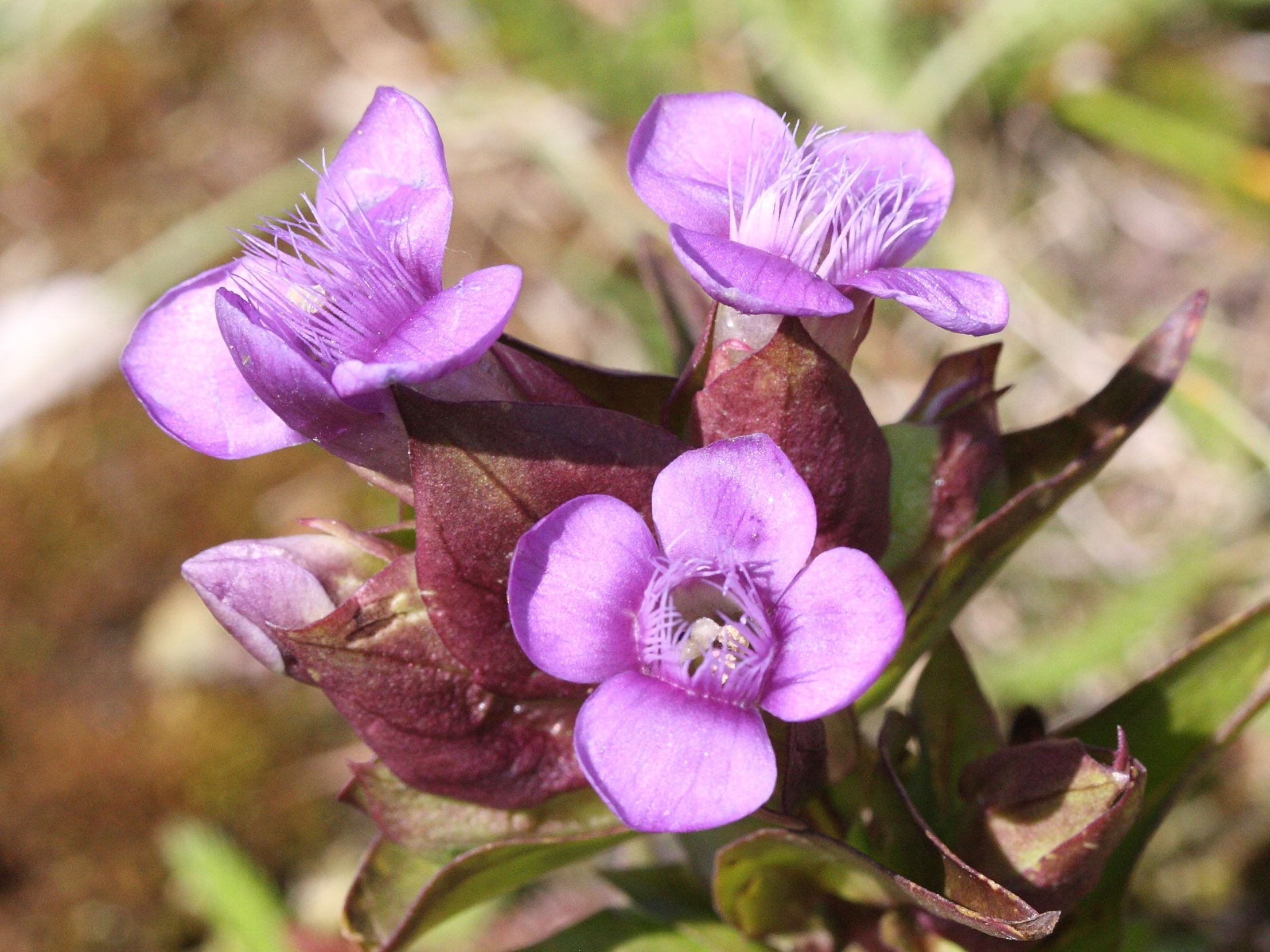 Afficher le média gentianella_campestris3md gentianella_campestris3md