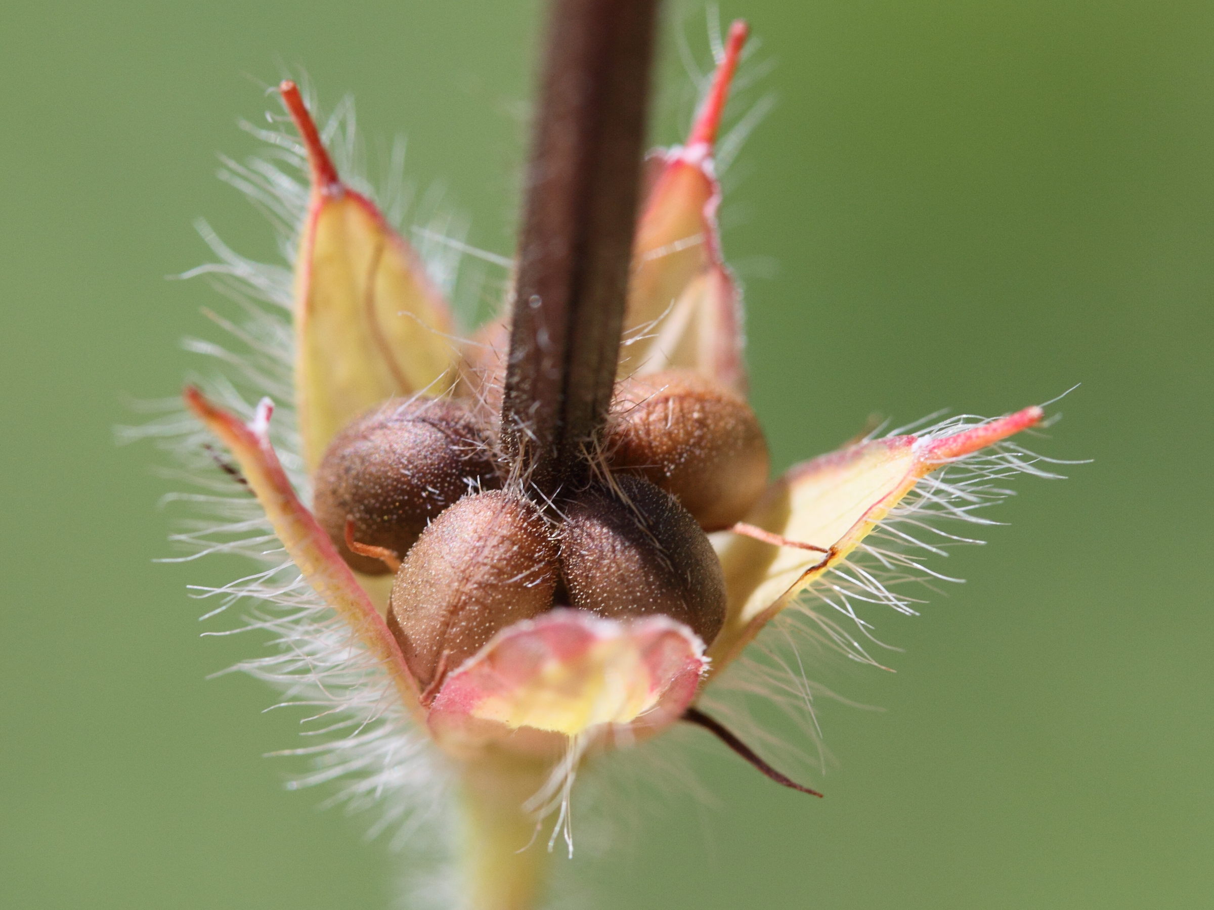 geranium_sanguineummd