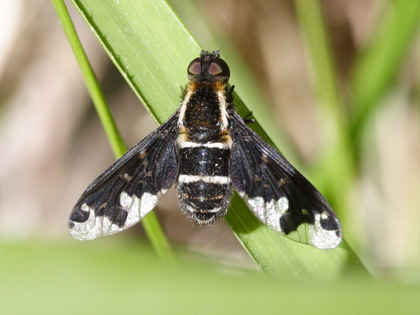 hemipenthes_maura2md