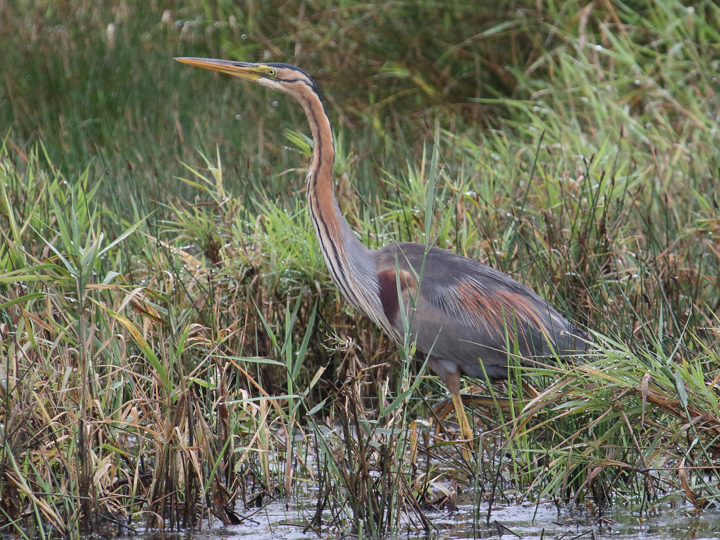 heron_pourpre_-_ardea_purpurea9bd