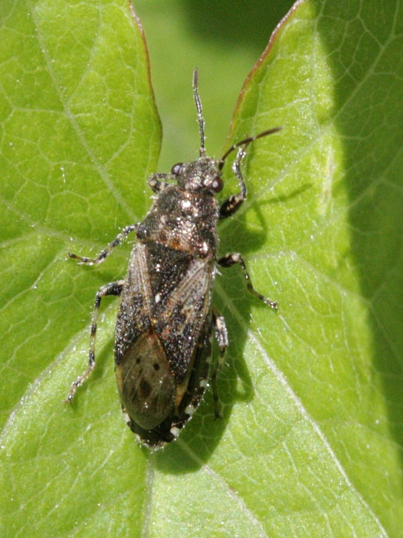 heterogaster_urticae1bd