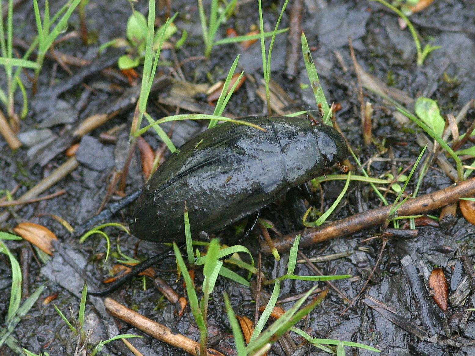 hydrophilus_piceus2bd