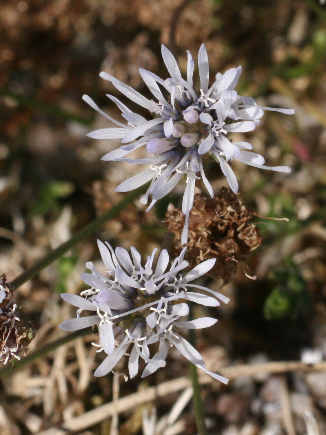 Afficher le média jasione_maritima3md jasione_maritima3md