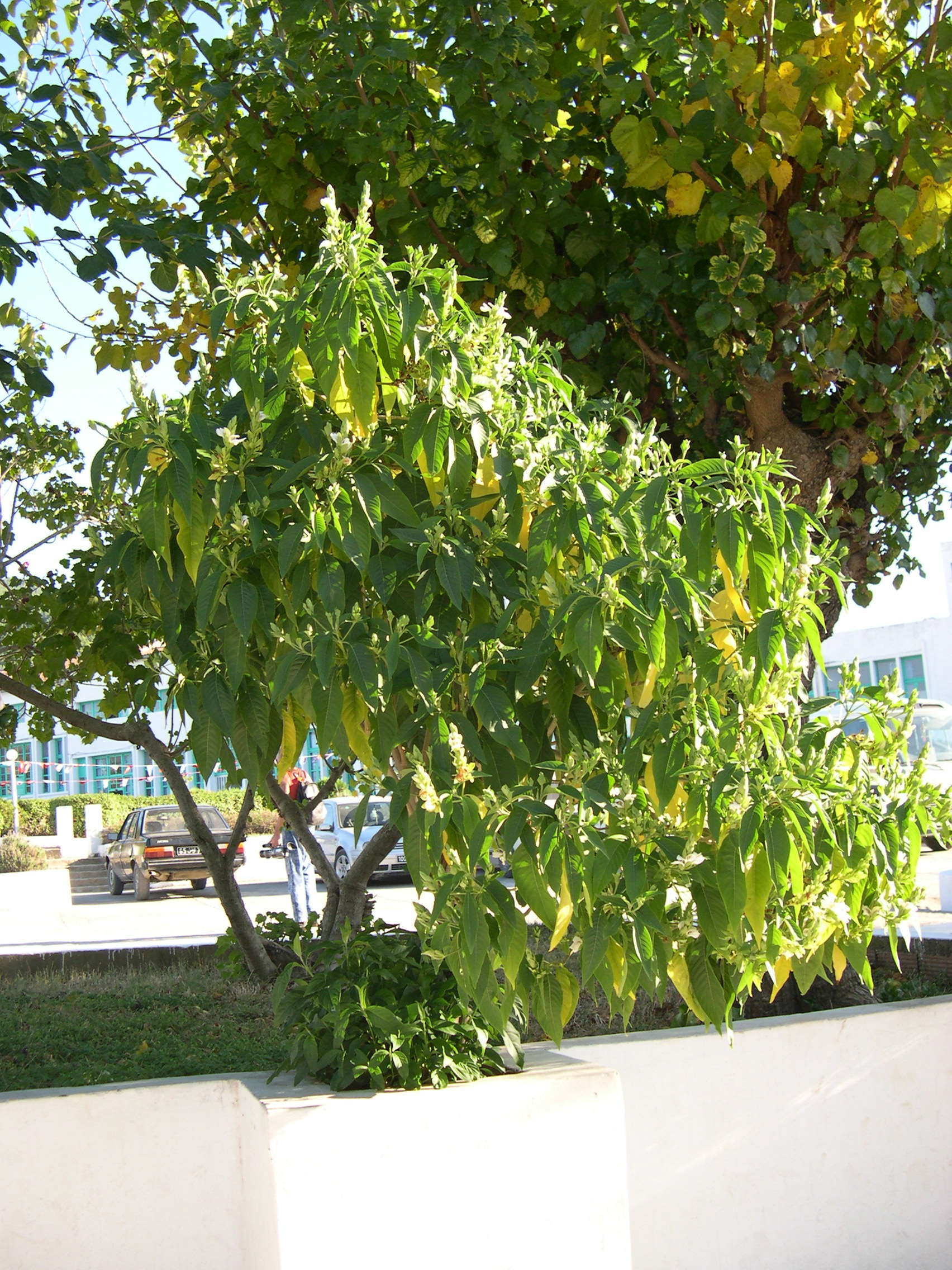 justicia_adhatoda1md