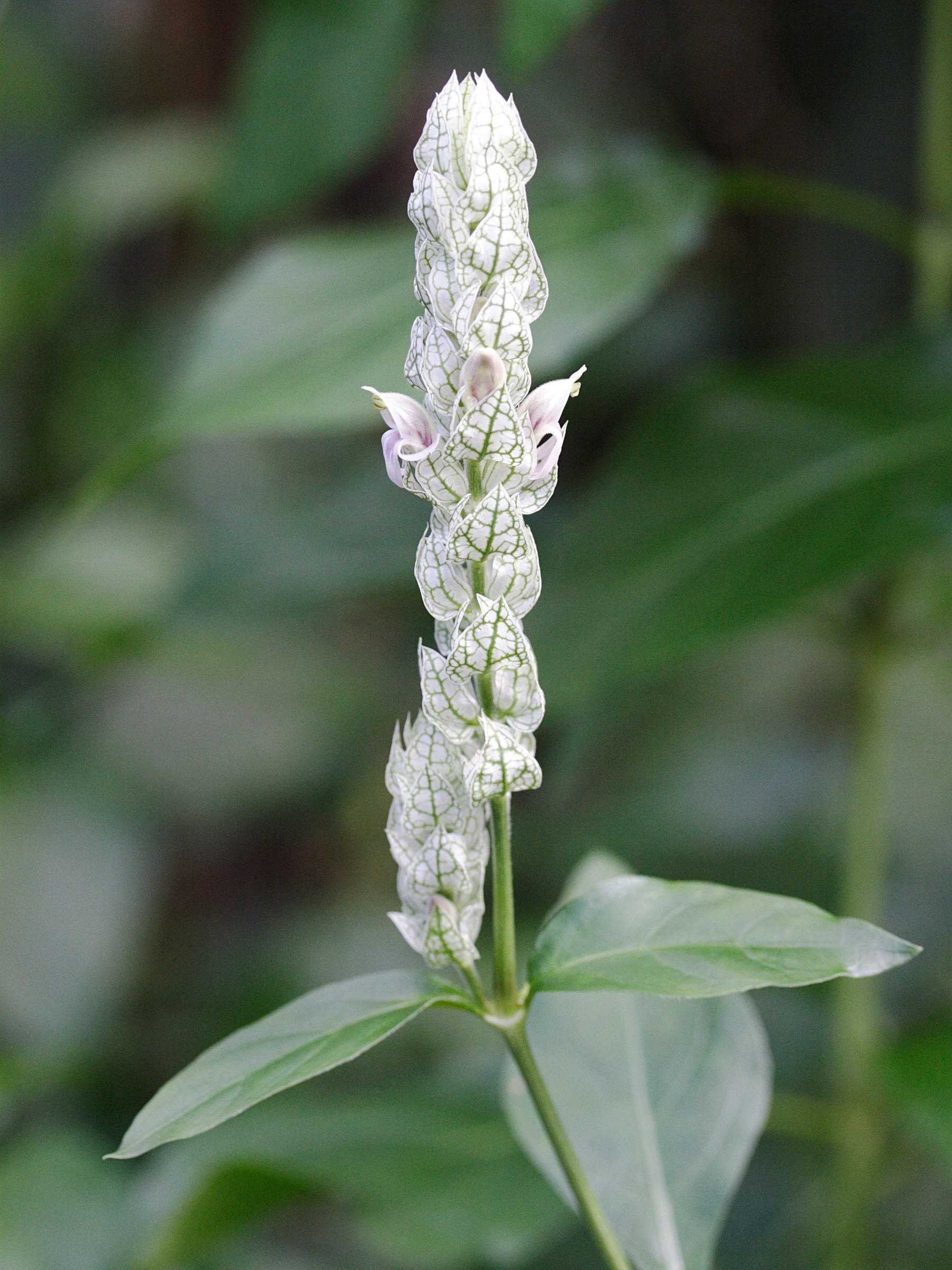 justicia_betonica3md