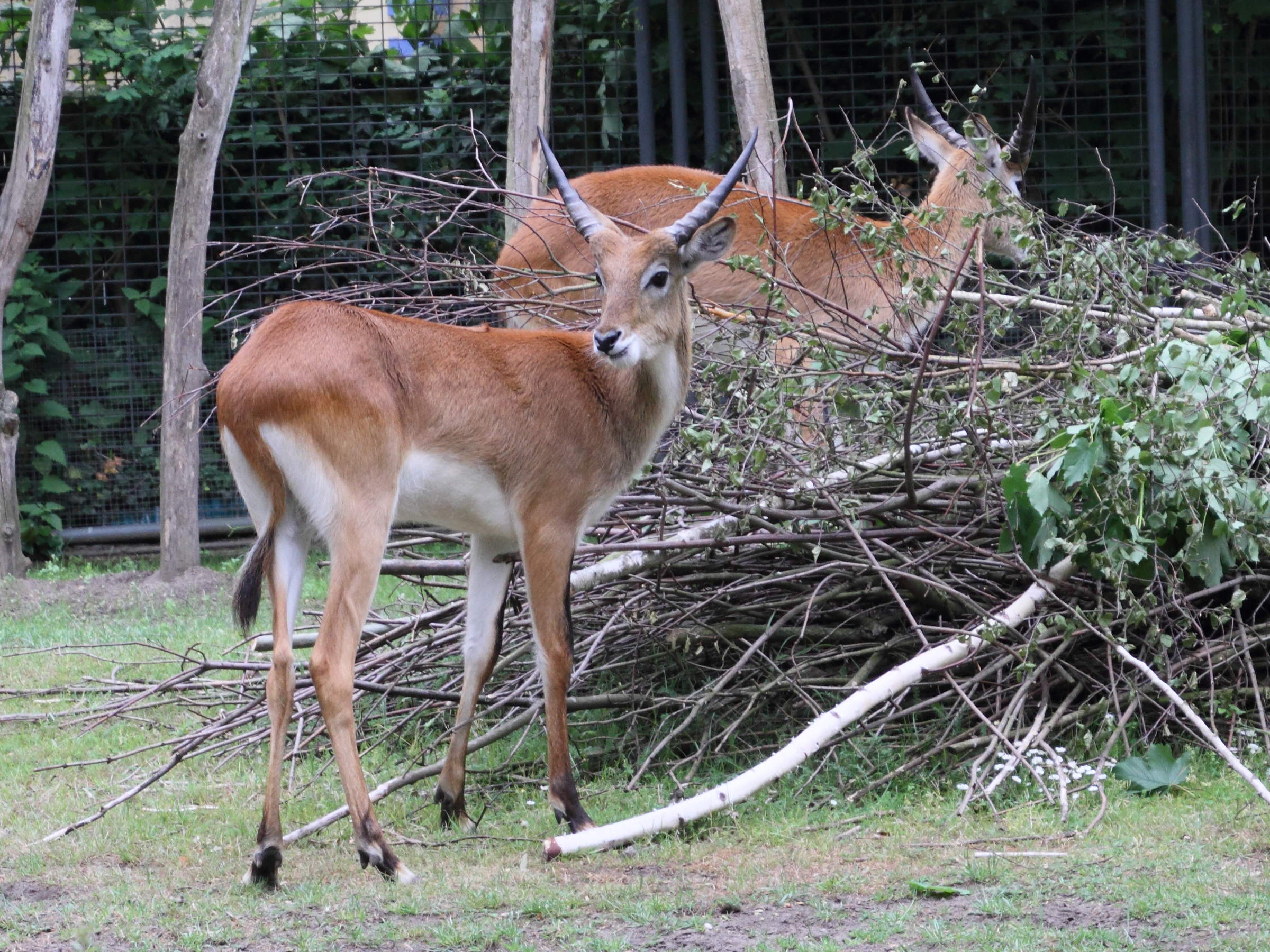 kobus_leche_kafuensis4md