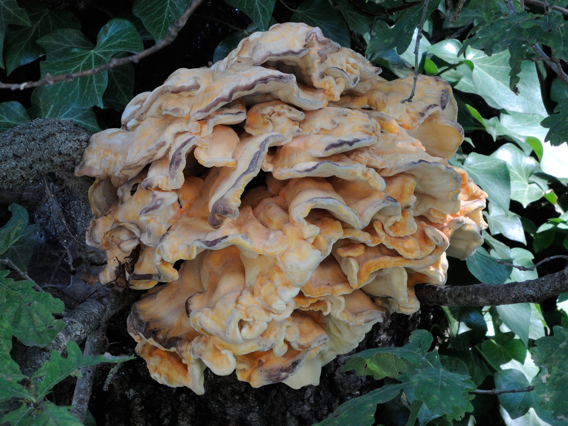 Afficher le média laetiporus_sulphureus2md laetiporus_sulphureus2md
