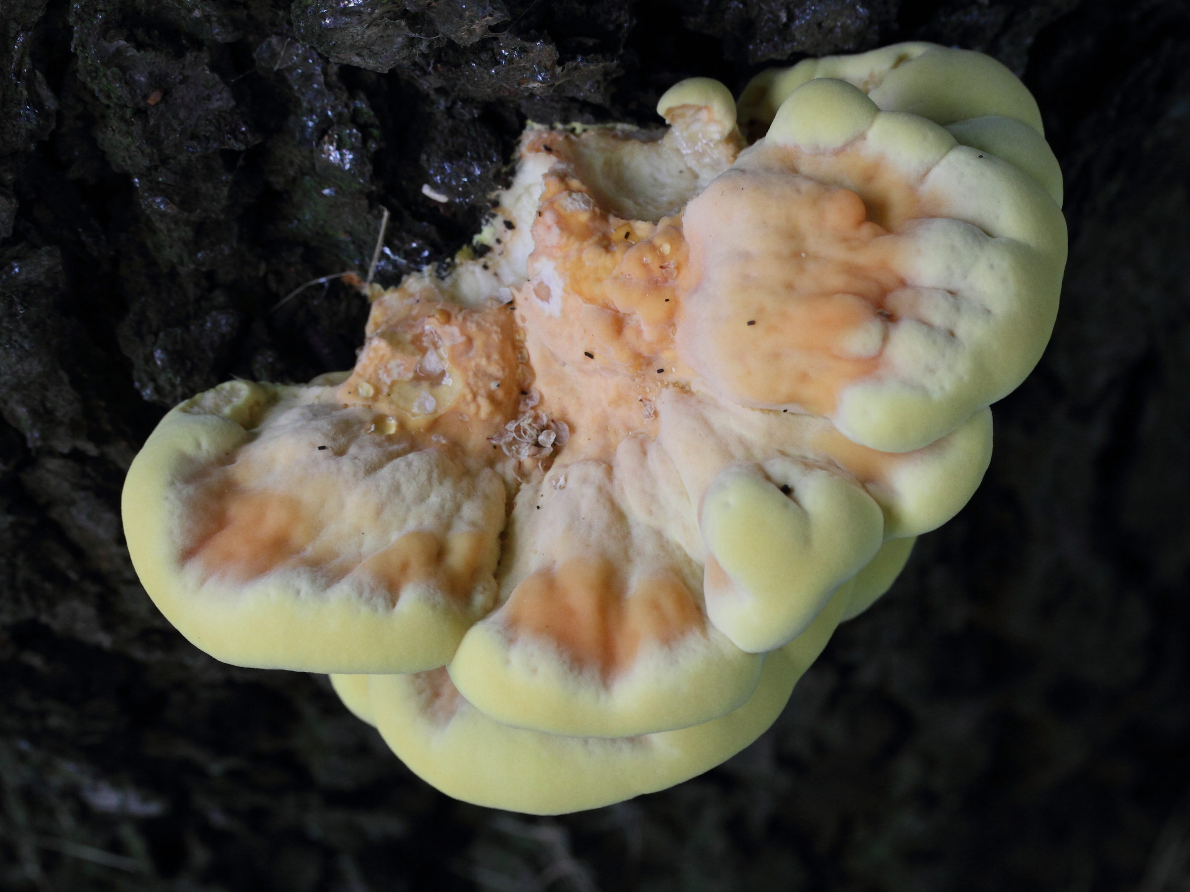 Afficher le média laetiporus_sulphureus8md laetiporus_sulphureus8md