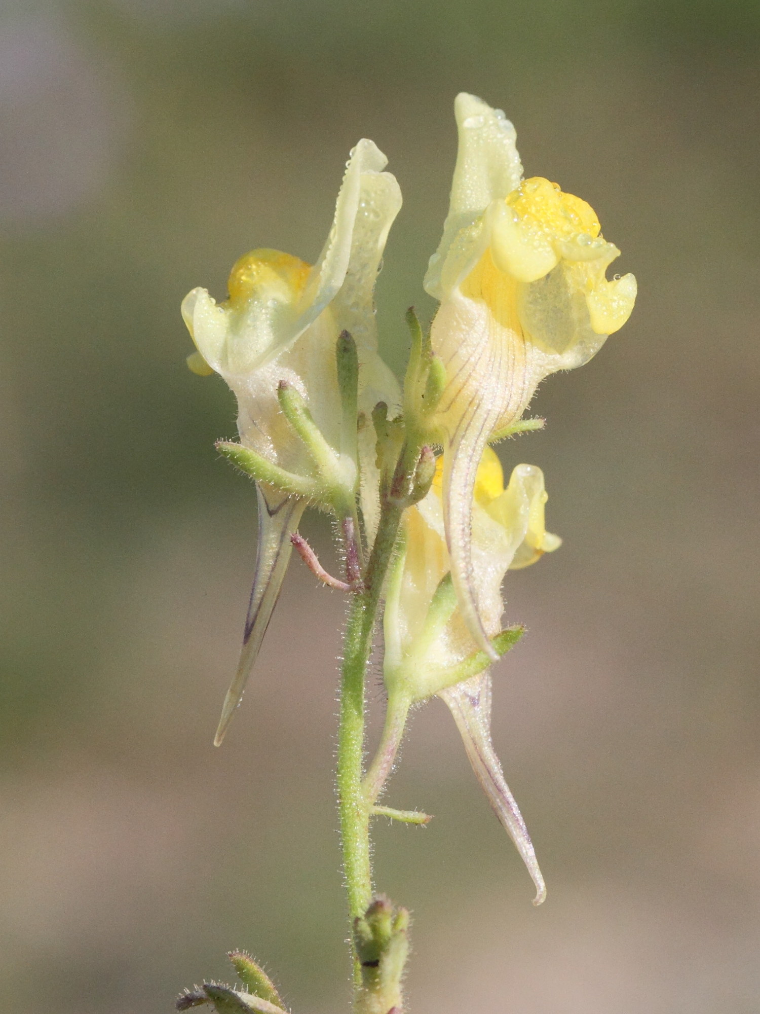 Afficher le média linaria_vulgaris3md linaria_vulgaris3md