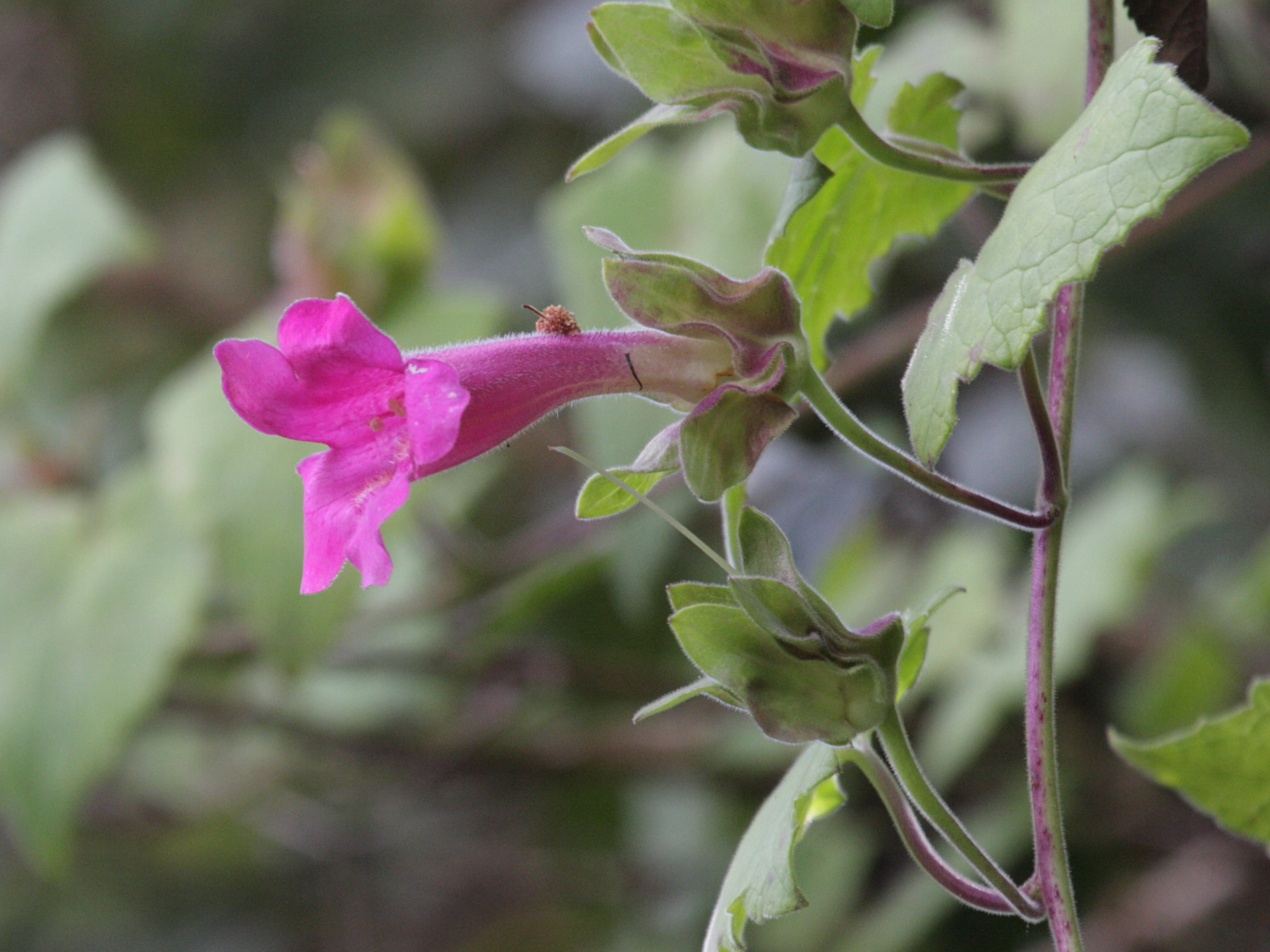 lophospermum_erubescens2bd