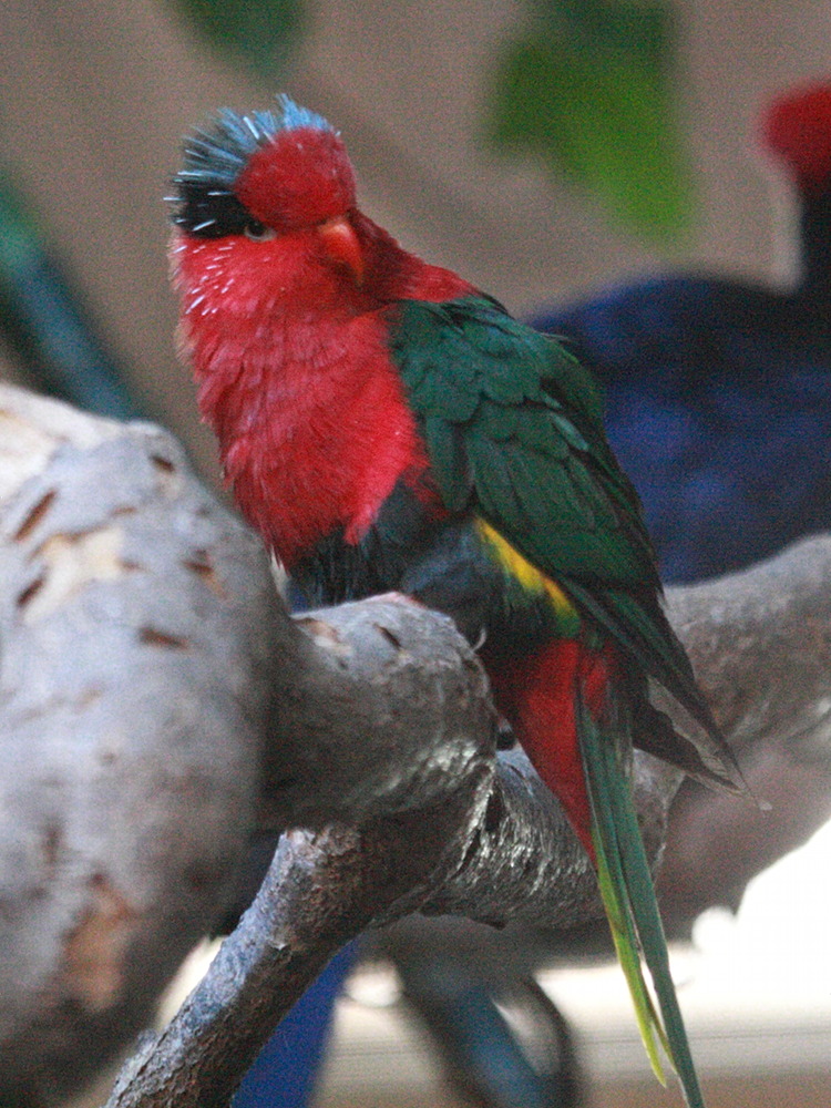 lori_papou_-_charmosyna_papou_stellae3bd