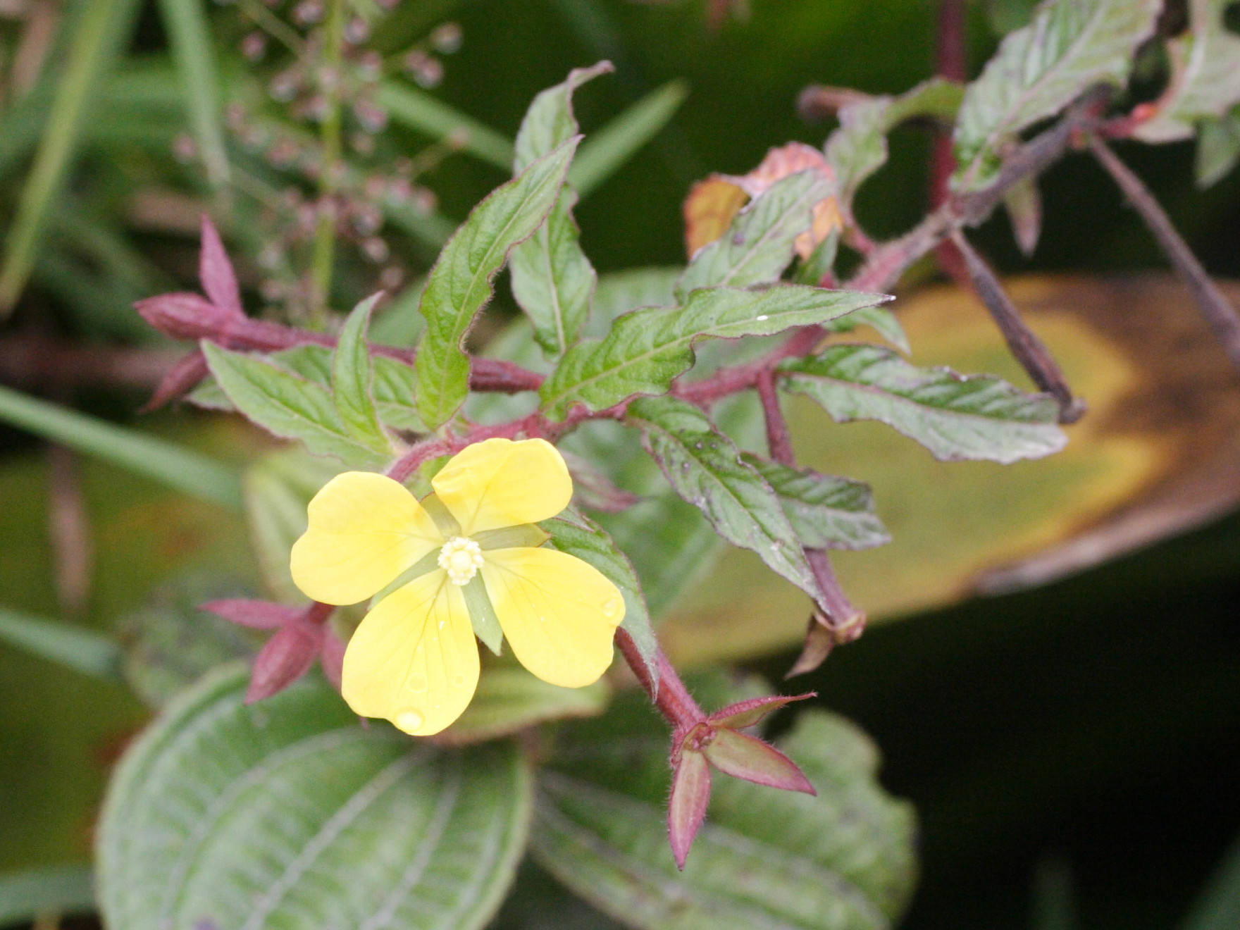 ludwigia_octovalvis5md