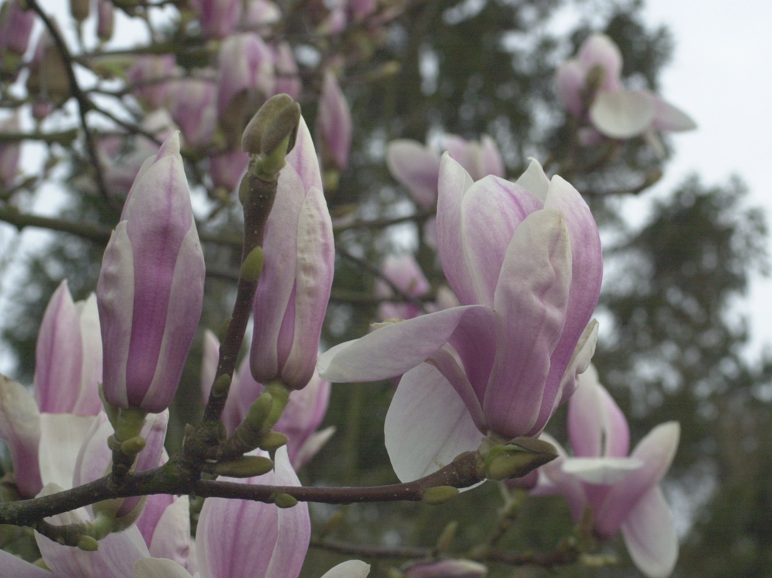 magnolia_x_soulangeana2md