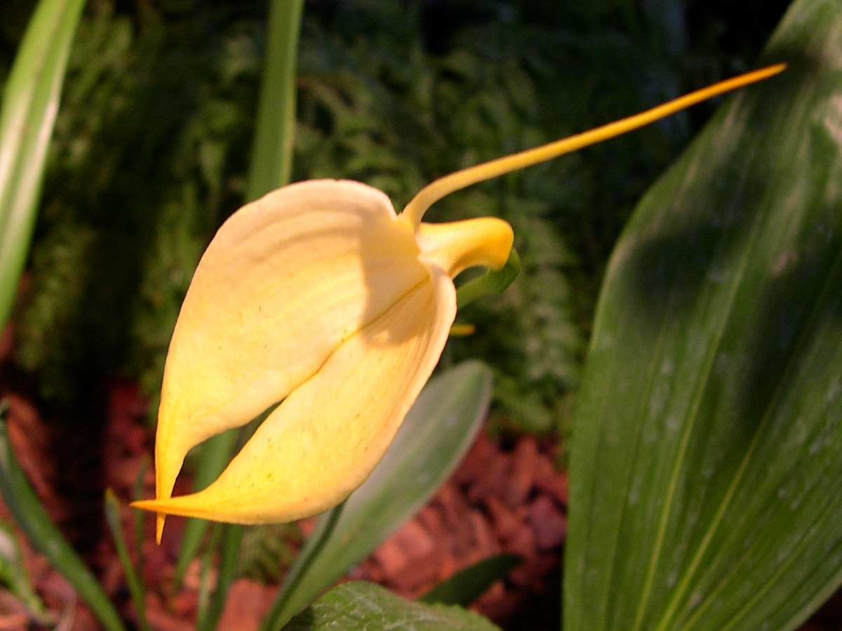 Afficher le média masdevallia_coccinea_xanthina2md masdevallia_coccinea_xanthina2md