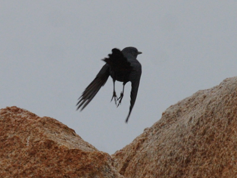 merle_bleu_-_monticola_solitarius2bd