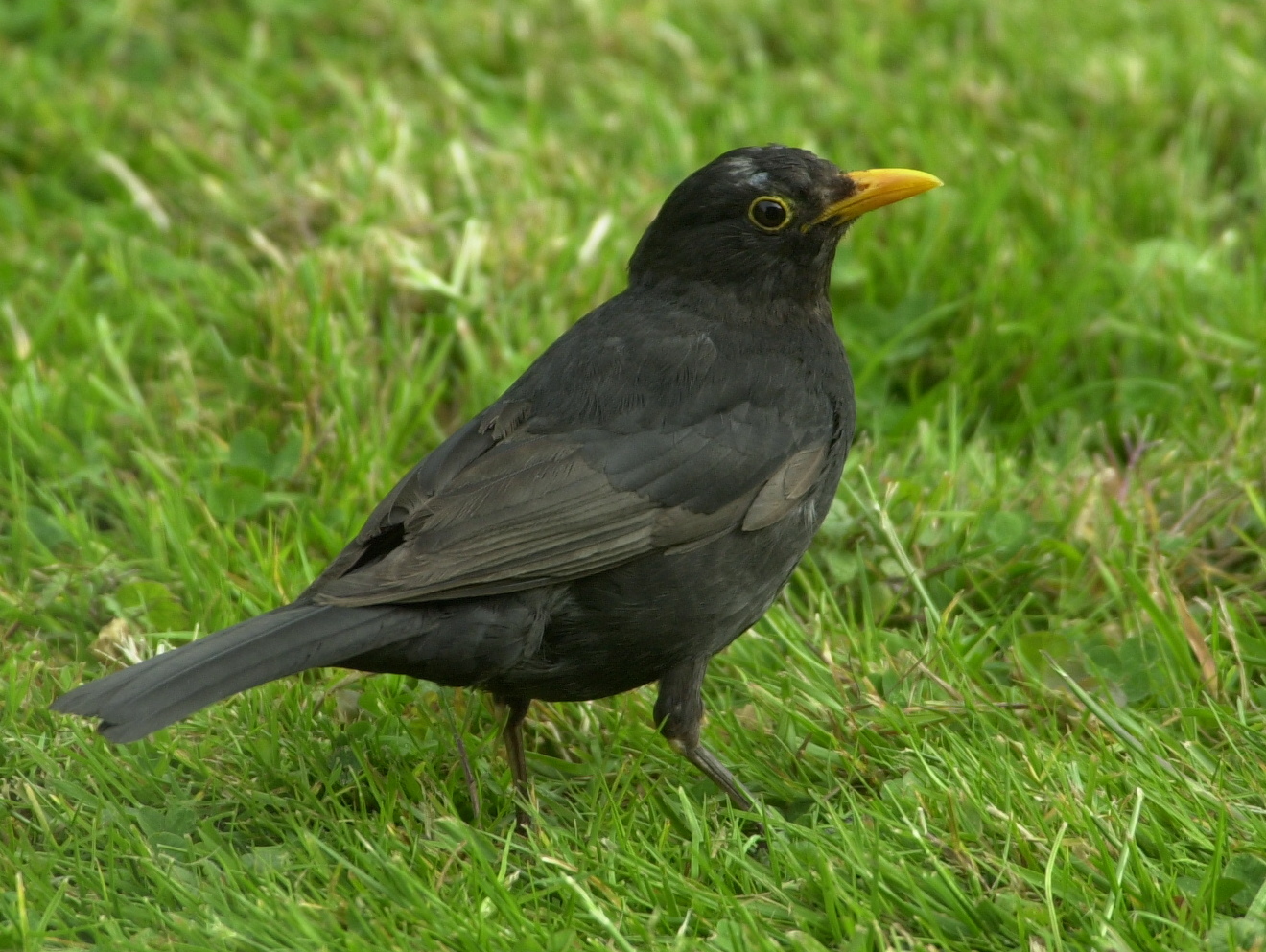 merle_noir_-_turdus_merula2md